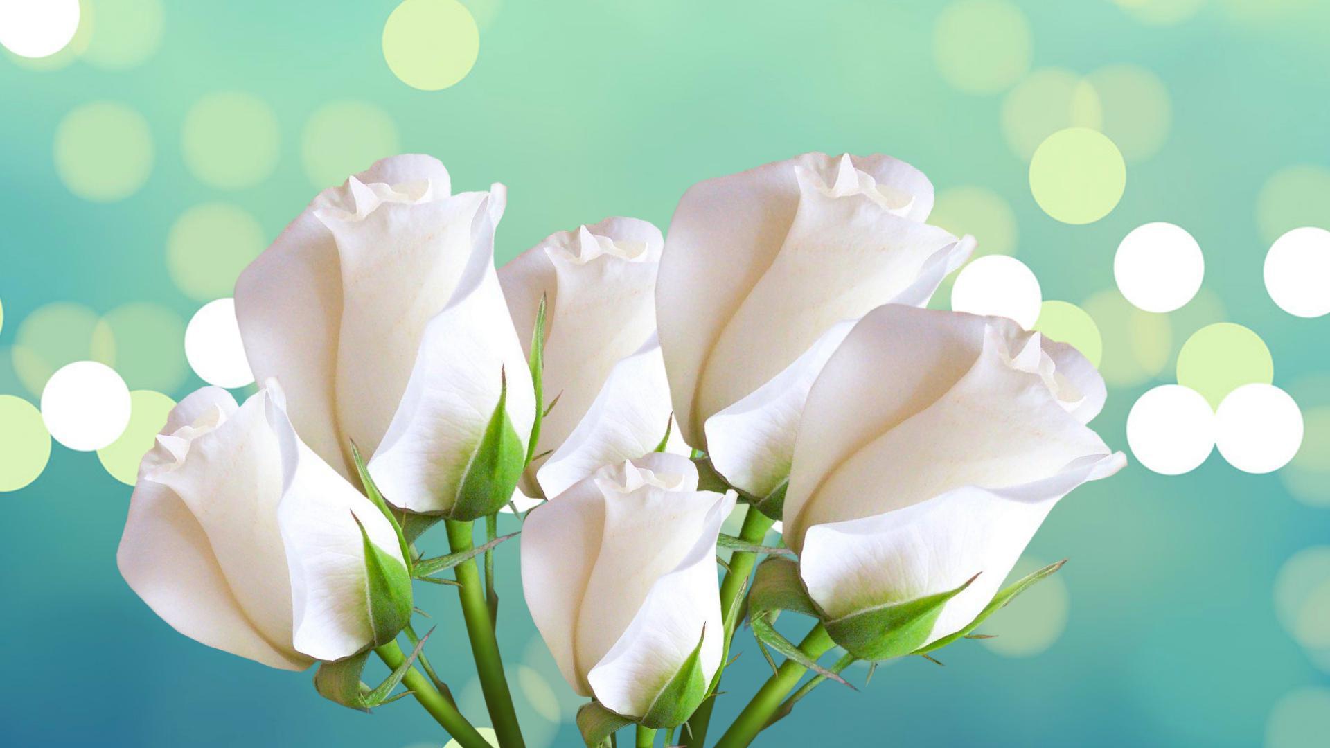 Rose bianche su sfondo turchese, 1920x1080 Full HD, Desktop