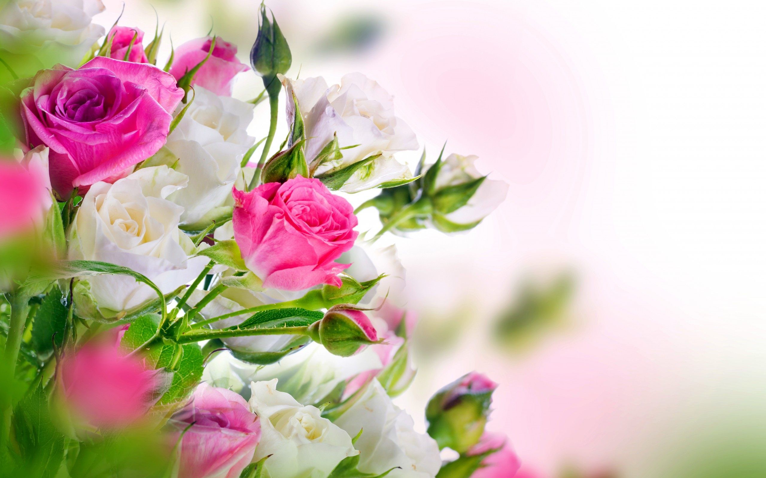 Rose rosa e bianche bouquet, 2560x1600 2K+, Desktop