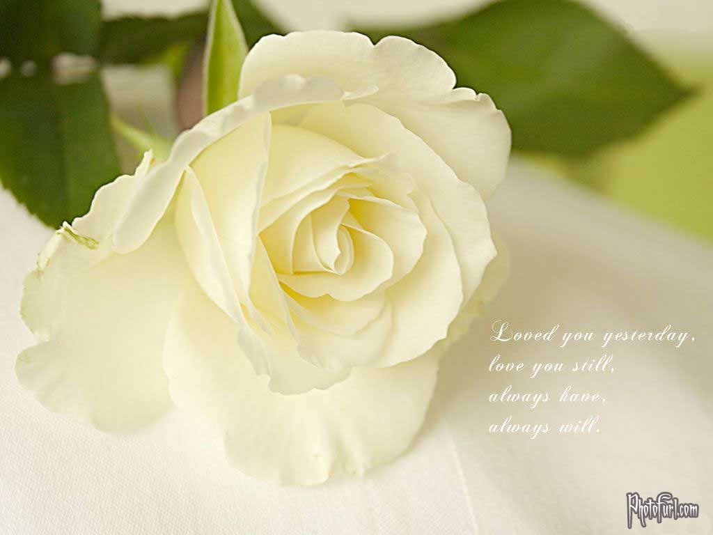 Rosa bianca con testo, 1024x768 HD, Laptop