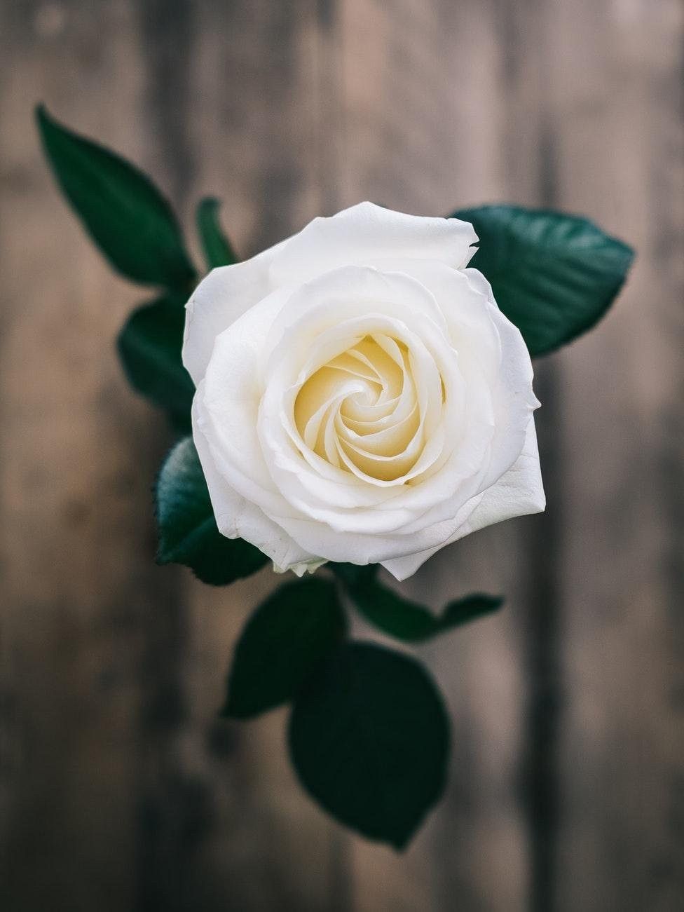 Rosa bianca con foglie verdi, 976x1301 Full HD Verticale, Smartphone
