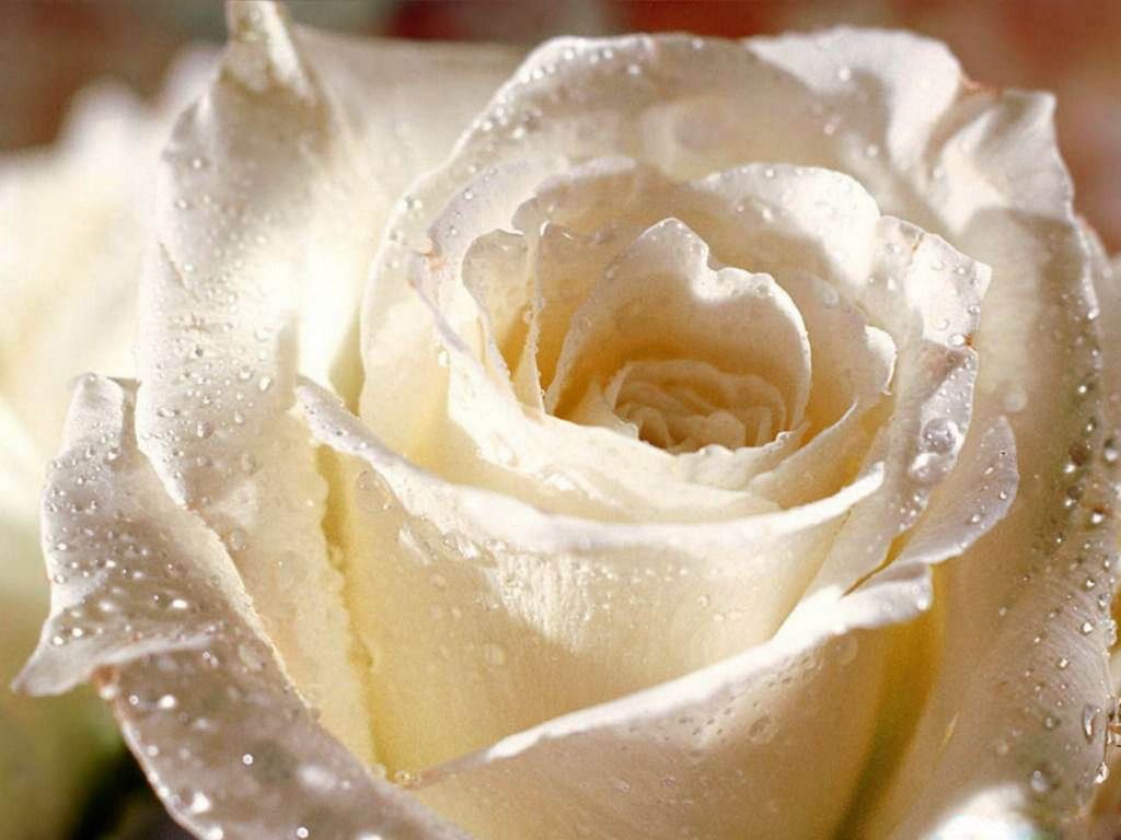 Rosa bianca con gocce d'acqua, 1024x768 HD, iMac