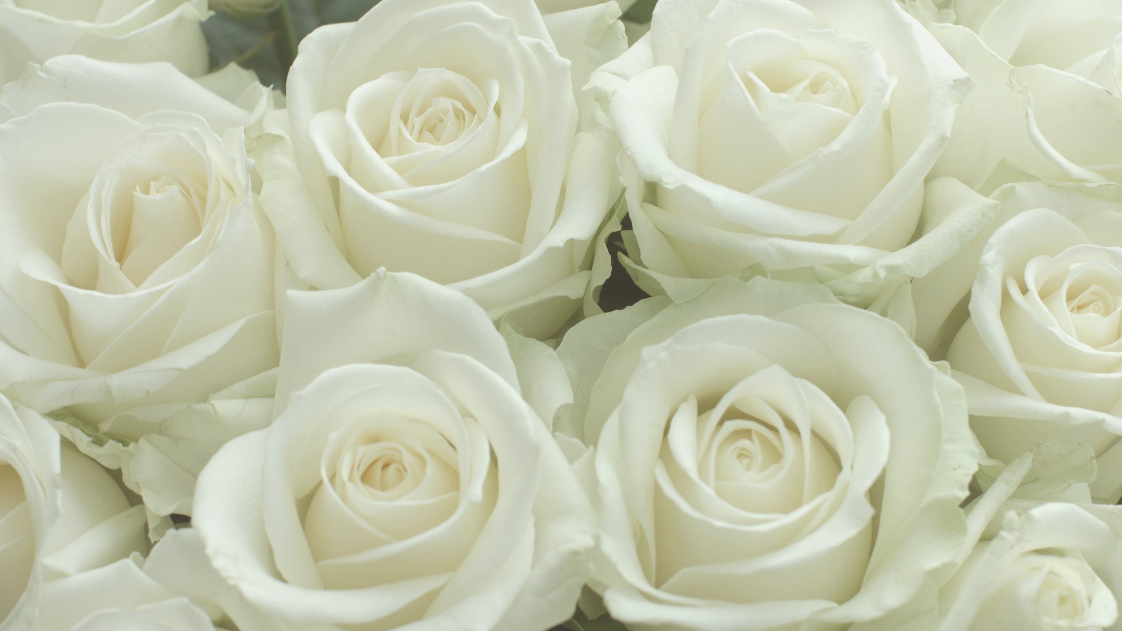 Rose bianche fiorite, 3840x2160 Ultra HD, Monitor 4K