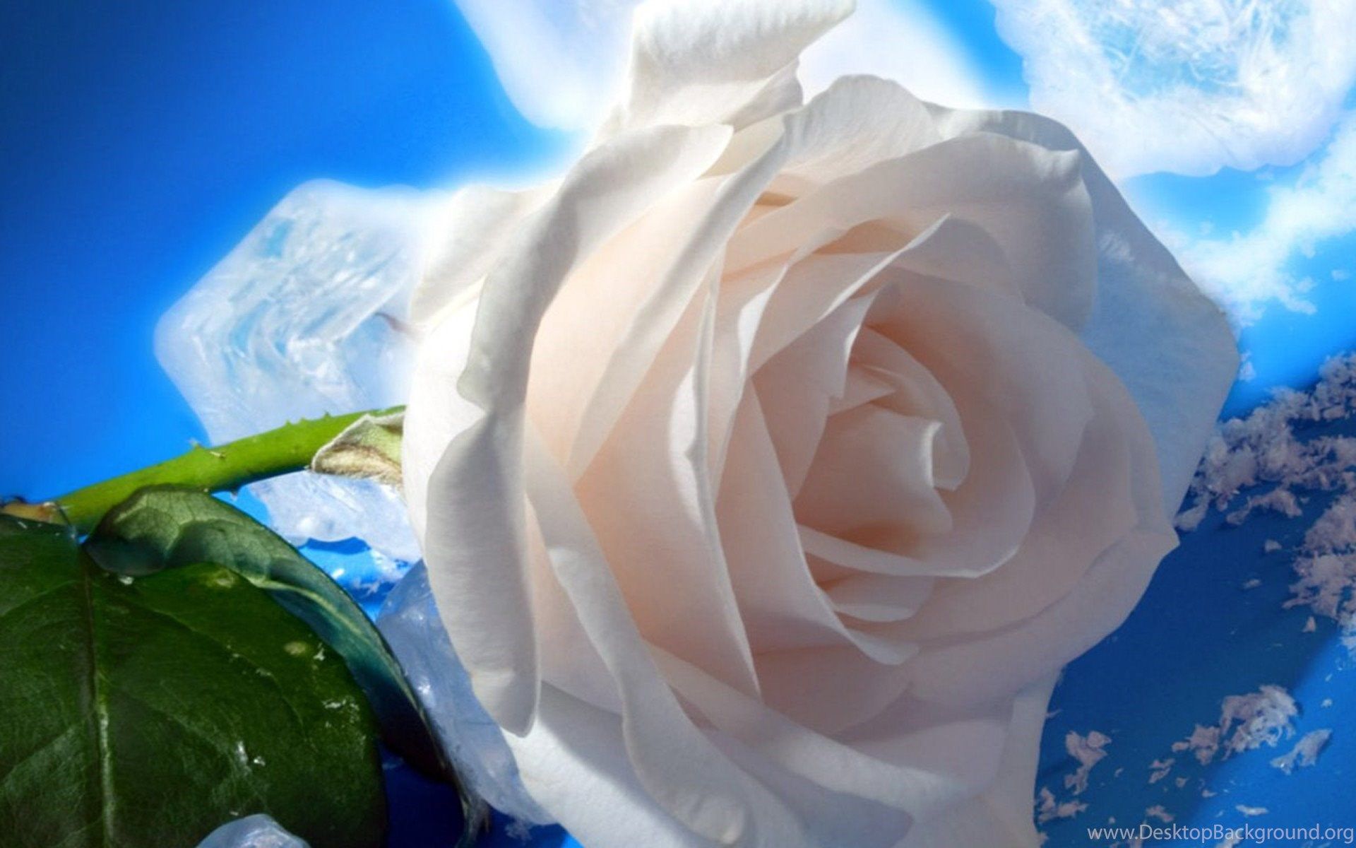 Rosa bianca su sfondo blu, 1920x1200 WUXGA, PC