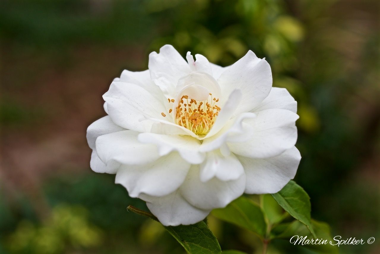 Rosa bianca in fiore, 1280x854 HD, Desktop