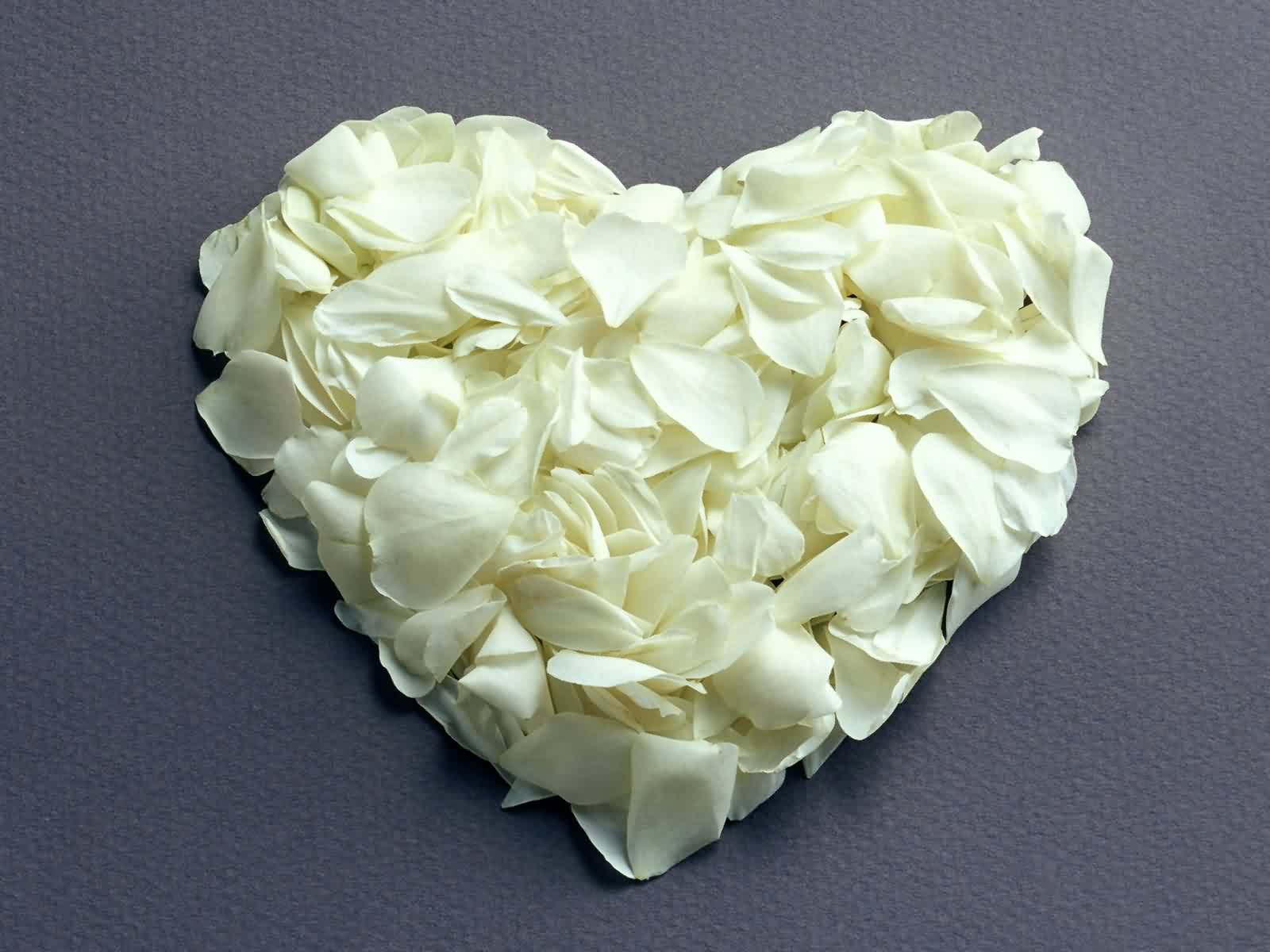 Cuore di petali rose bianche, 1600x1200 900p, Desktop