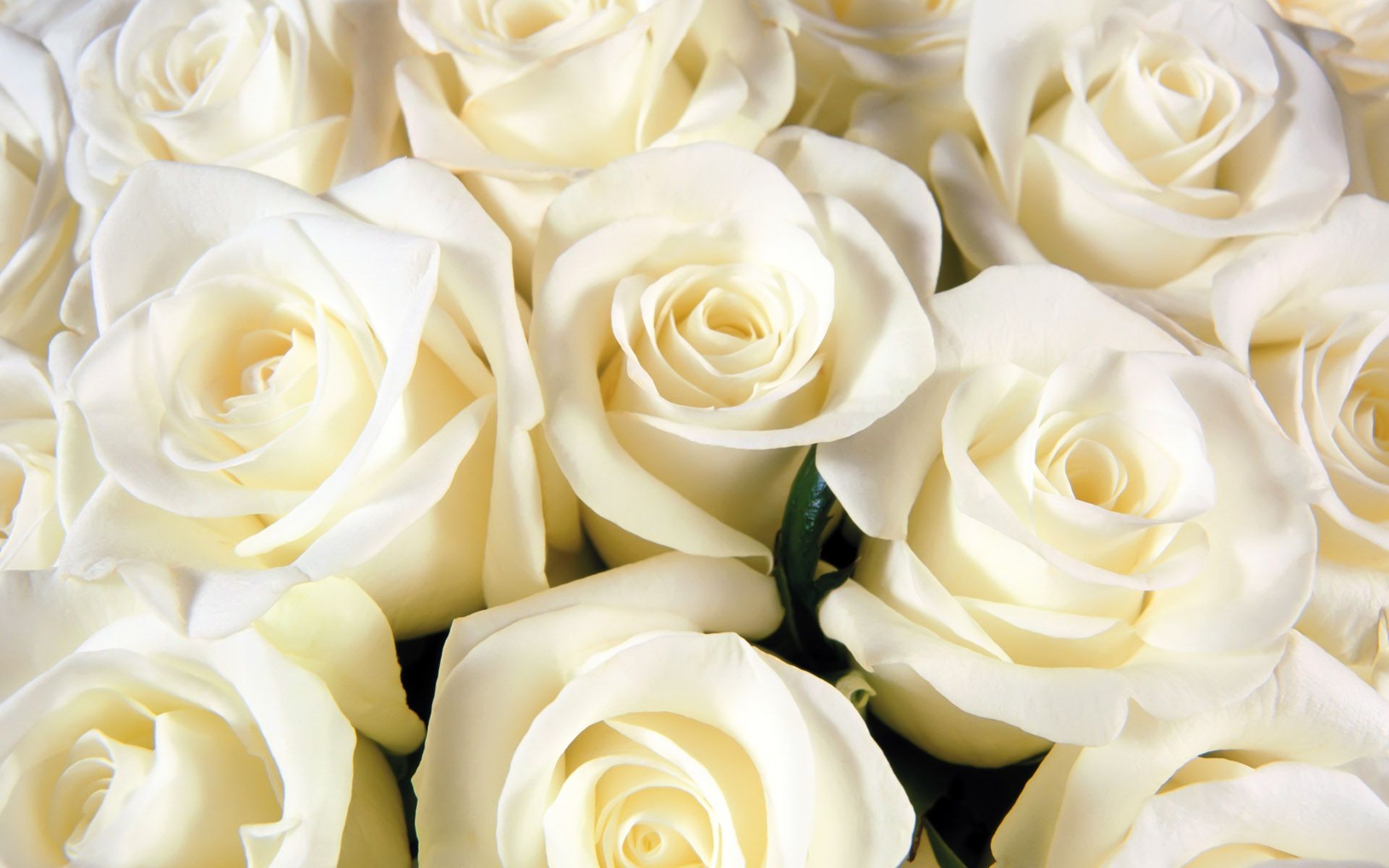 Rose bianche in bouquet, 1920x1200 Full HD+ WUXGA, Laptop