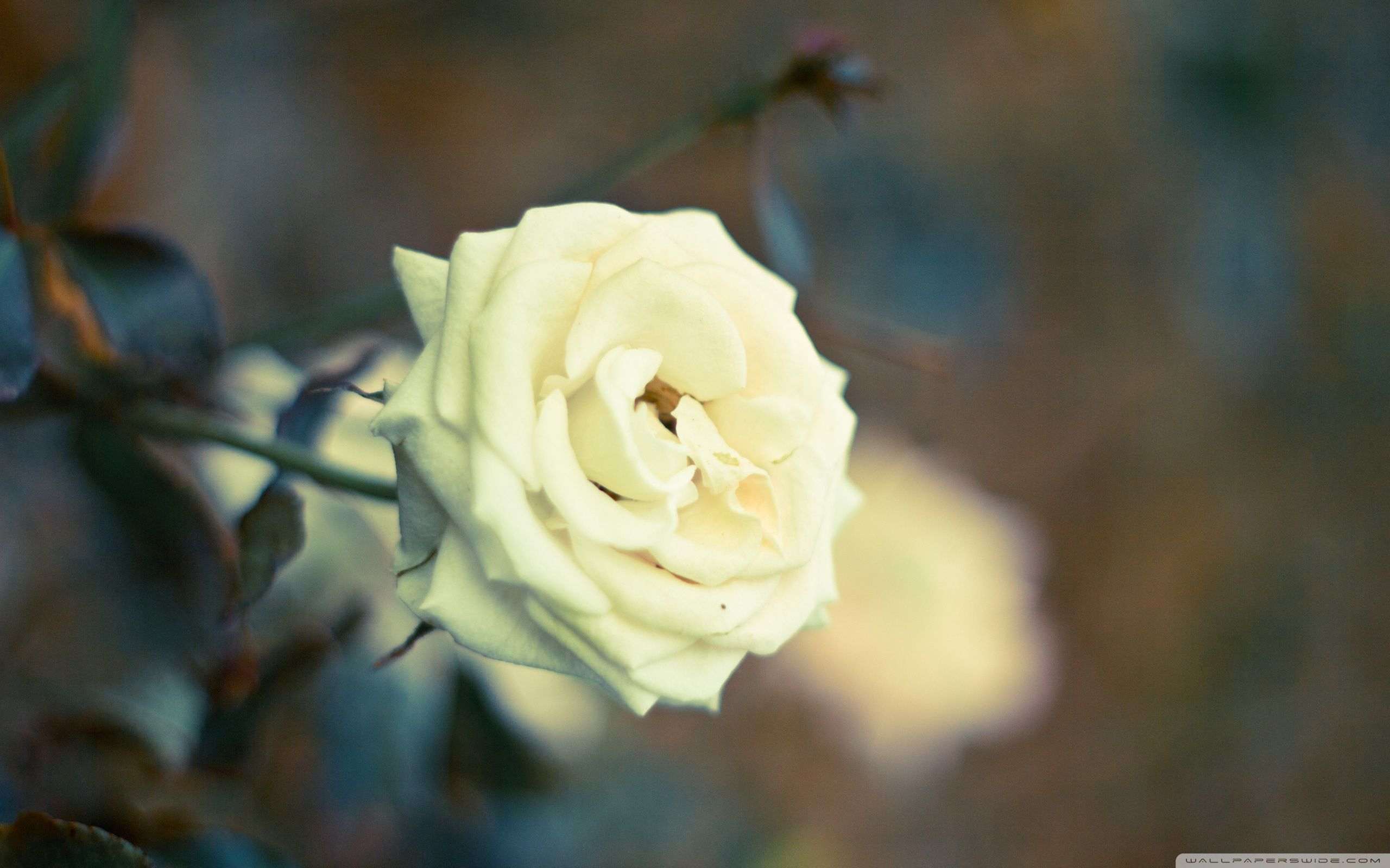 Rosa bianca sfocata, 2560x1600 WQXGA, MacBook Pro