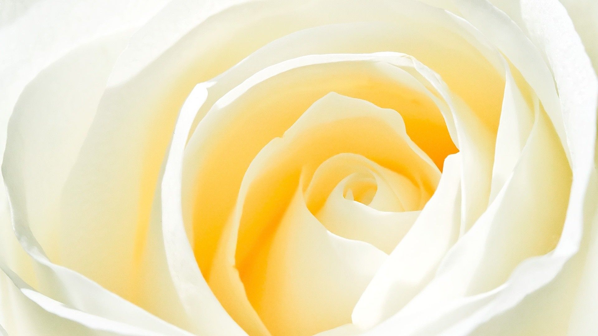 Rosa bianca primo piano, 1920x1080 Full HD, PC
