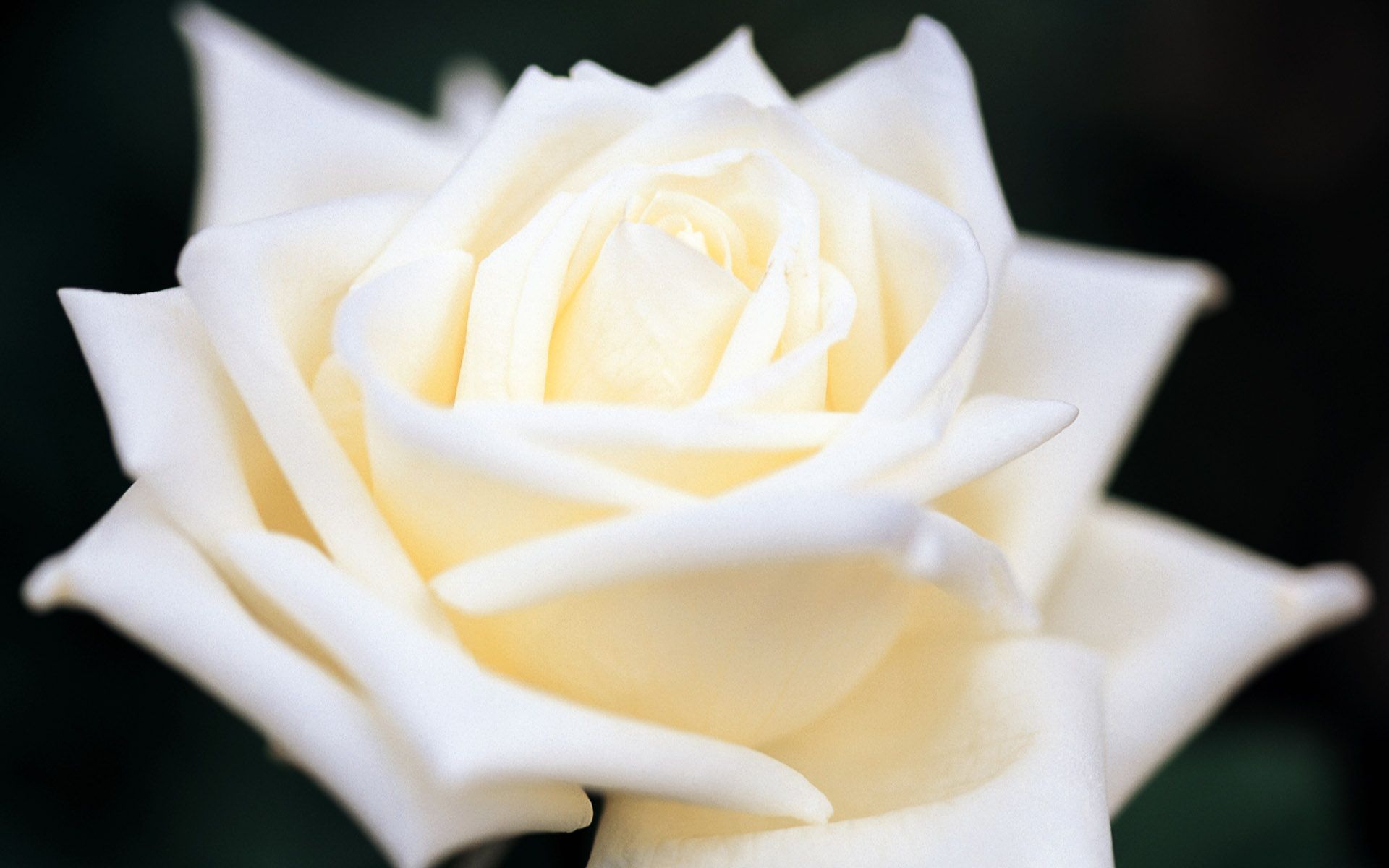 Rosa bianca in primo piano, 1920x1200 WUXGA, Laptop