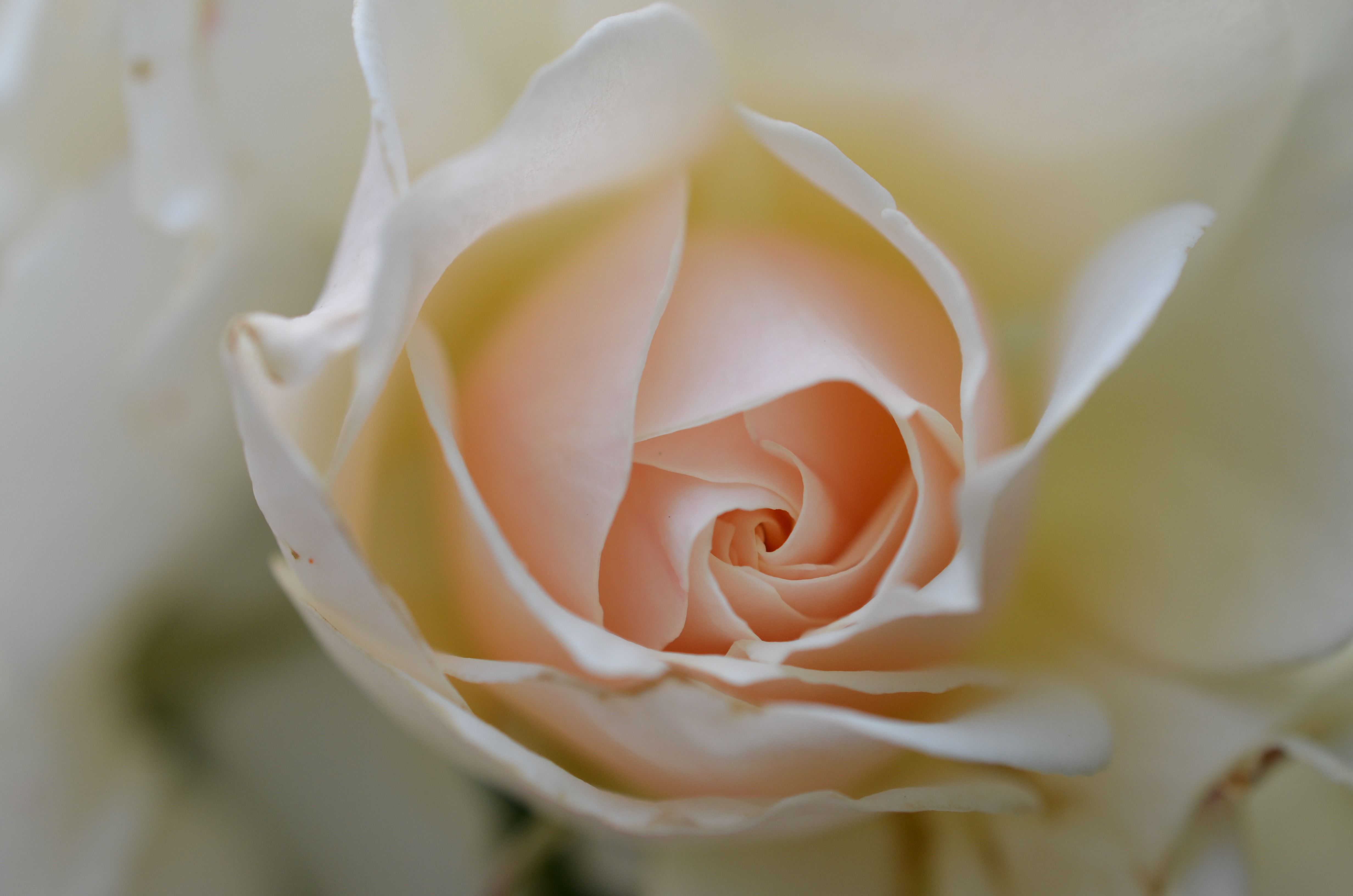 Rosa bianca in primo piano, 4928x3264 Ultra HD, 4K TV