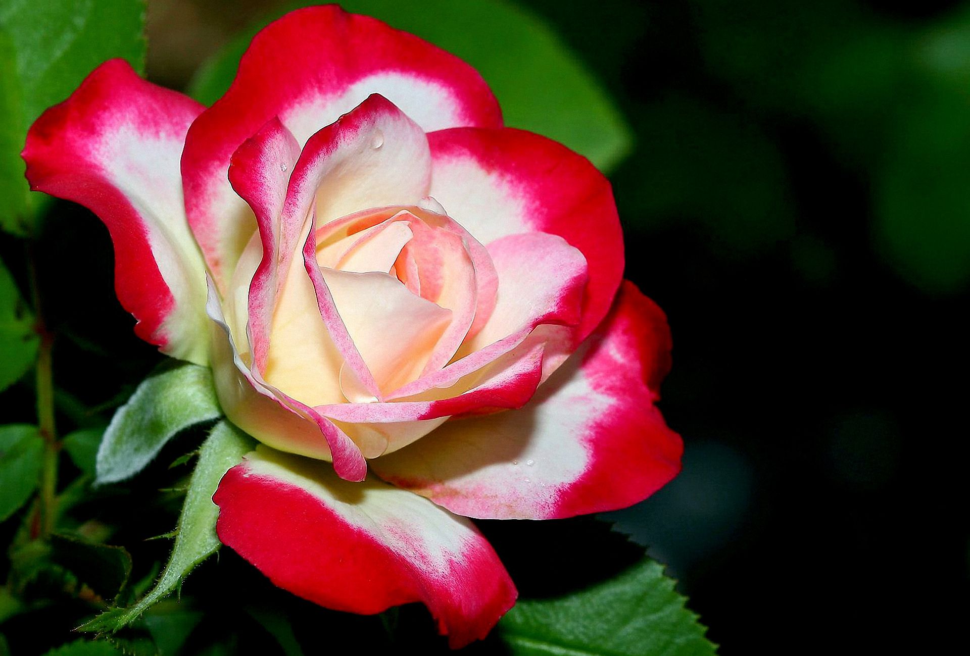 Rosa bianca e rossa, 1920x1299 Full HD+, PC