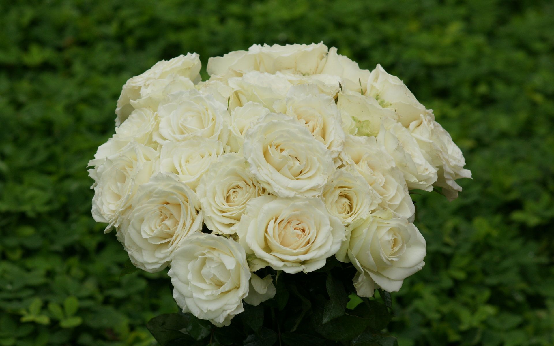 Bouquet di rose bianche, 1920x1200 WUXGA, Desktop