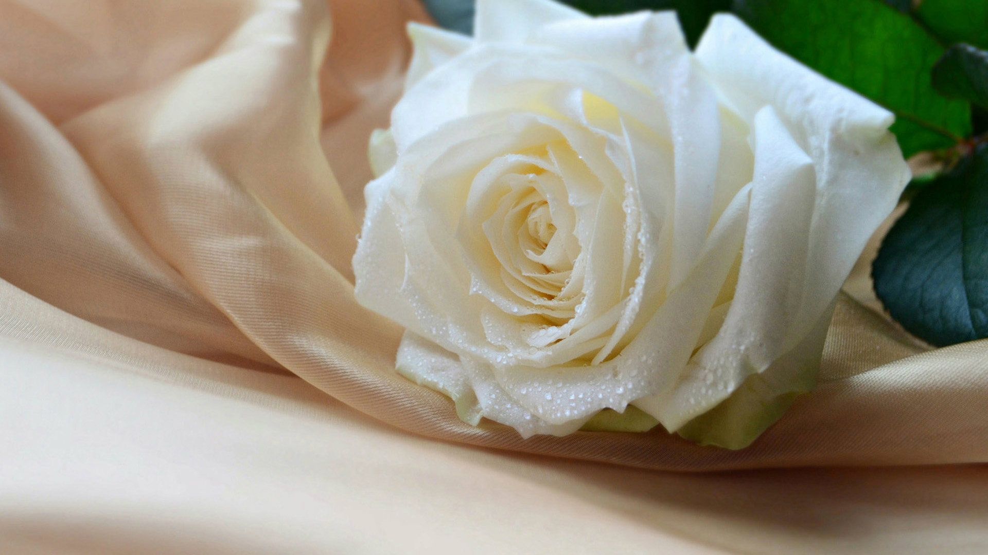 Rosa bianca su seta beige, 1920x1080 Full HD 1080p, PC Desktop