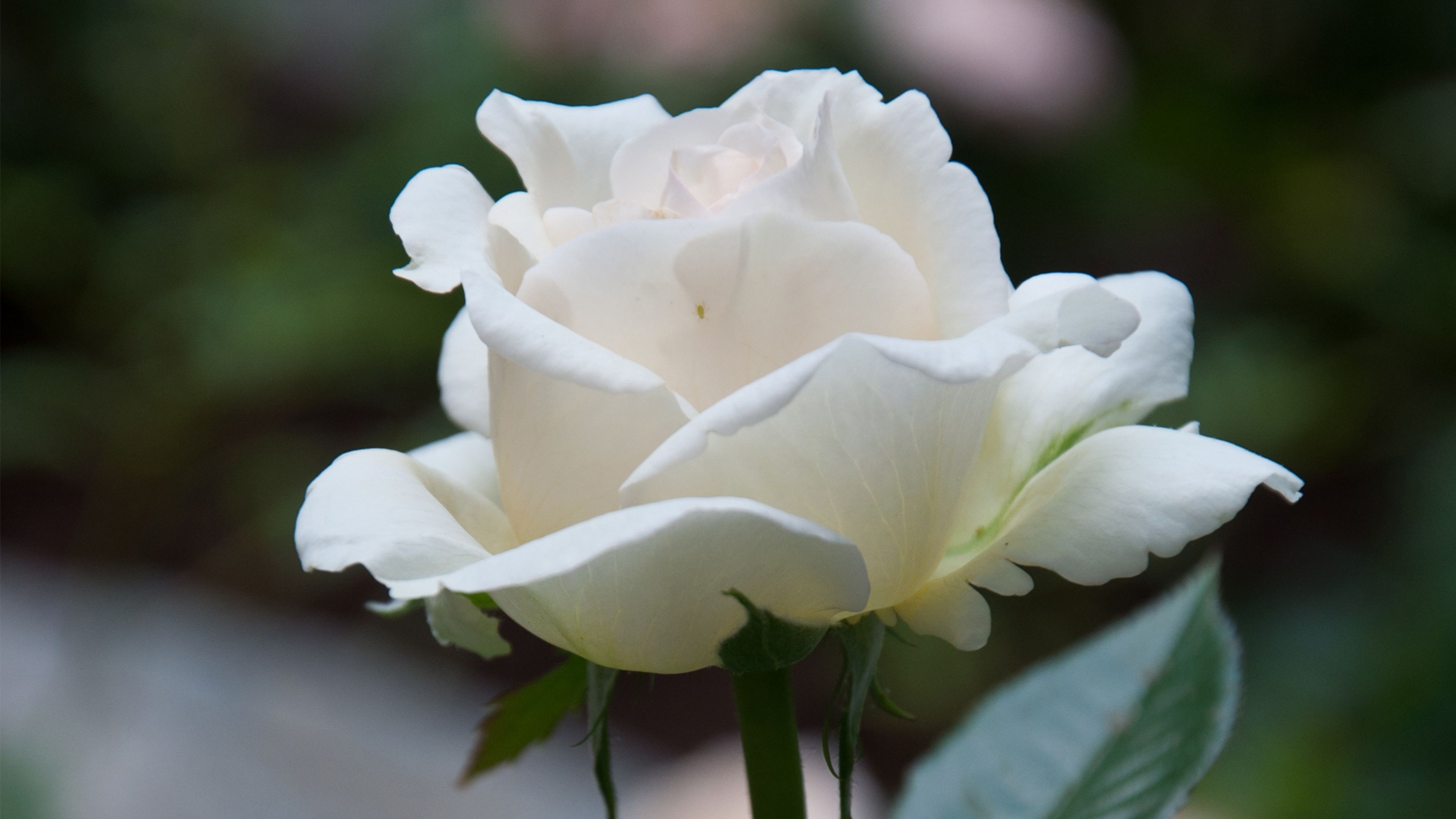 Rosa bianca in fiore, 3840x2160 4K Ultra HD, Monitor 4K
