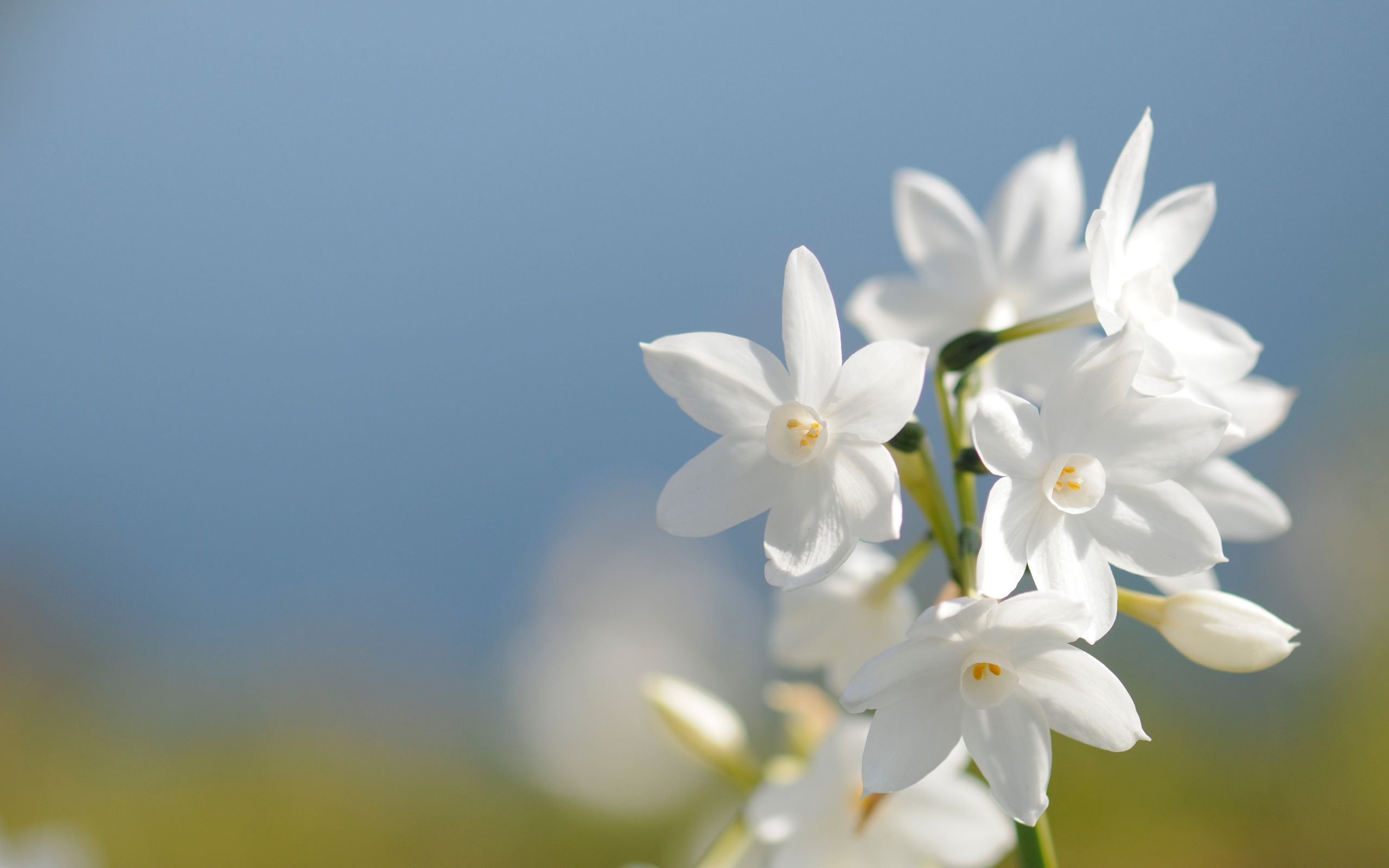 Fiori bianchi su sfondo azzurro, 2560x1600 2K+, PC