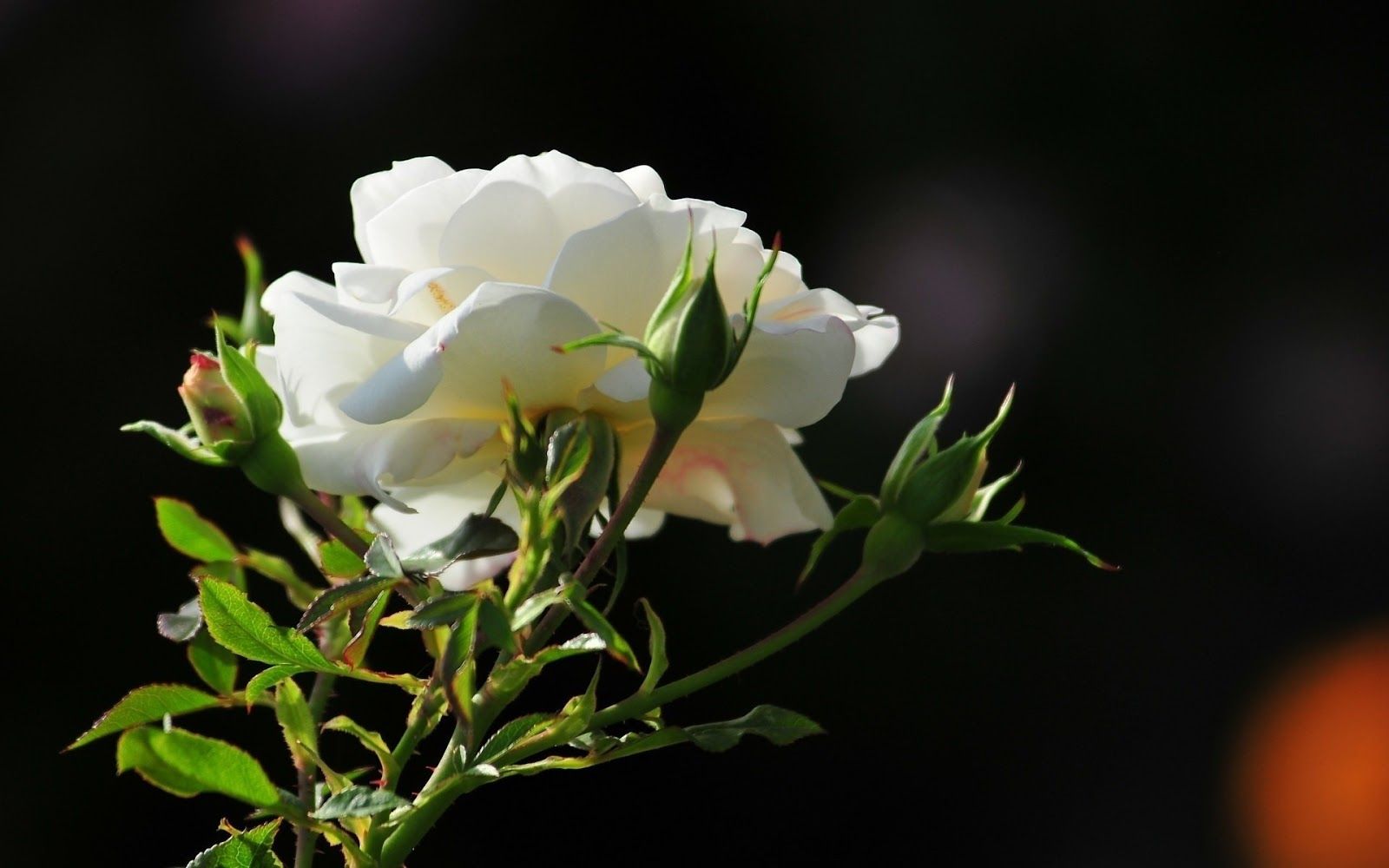 Rosa bianca con boccioli verdi, 1600x1000 900p, PC