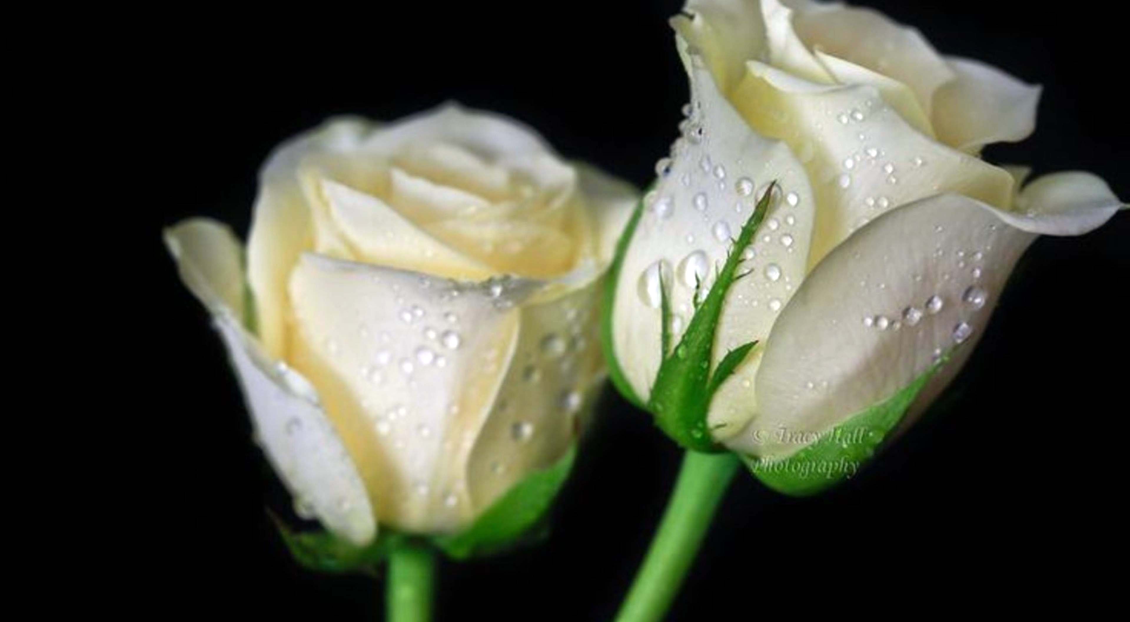 Rose bianche con gocce d'acqua, 3840x2112 4K, Desktop 4K