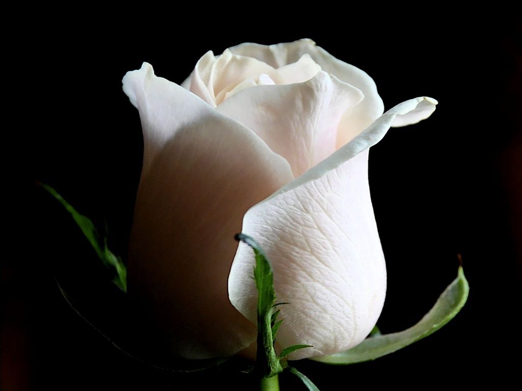 Rosa bianca in primo piano, 1024x768 HD, PC Desktop