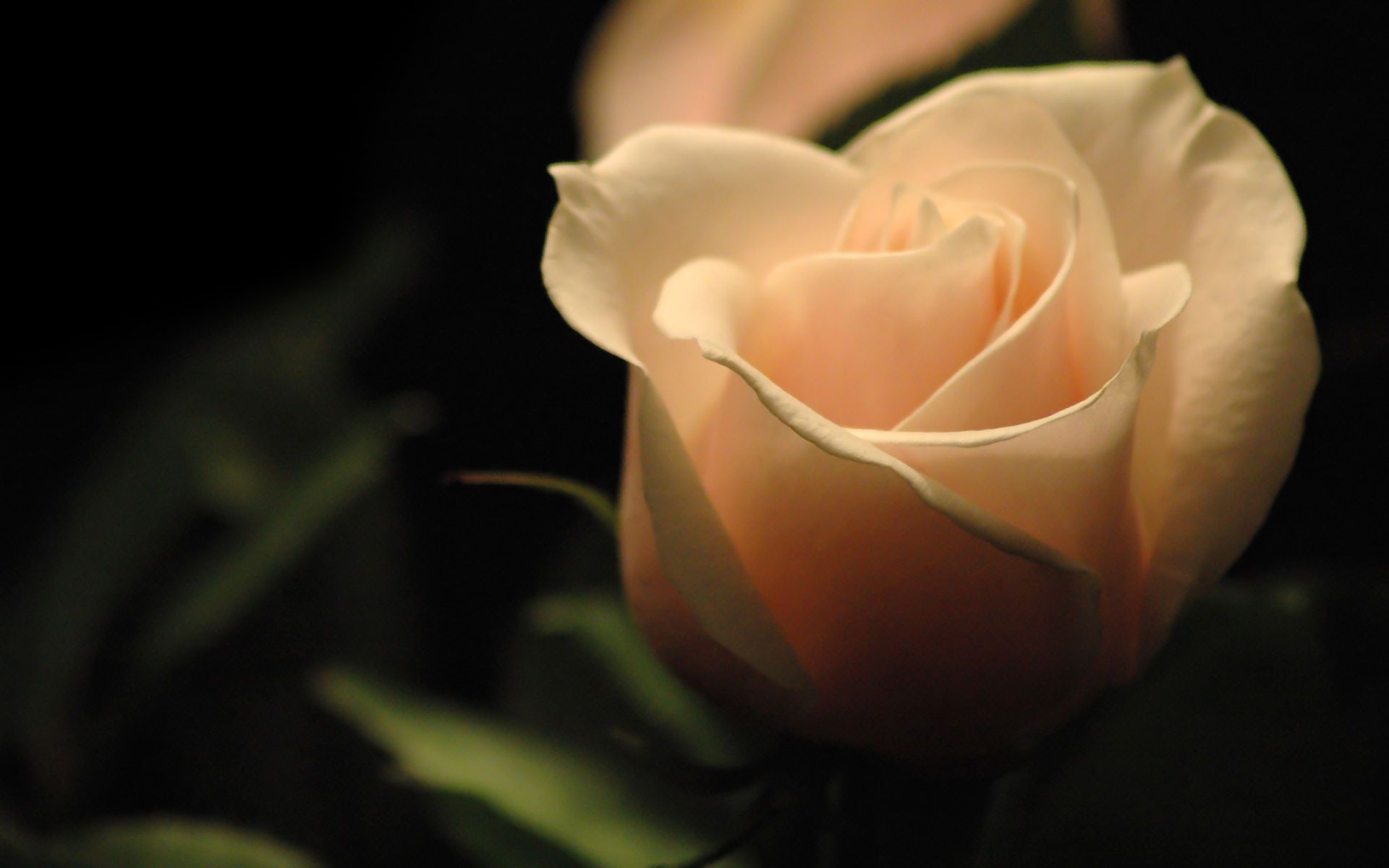 Rosa pesca su sfondo scuro, 1920x1200 Full HD+ WUXGA, Laptop