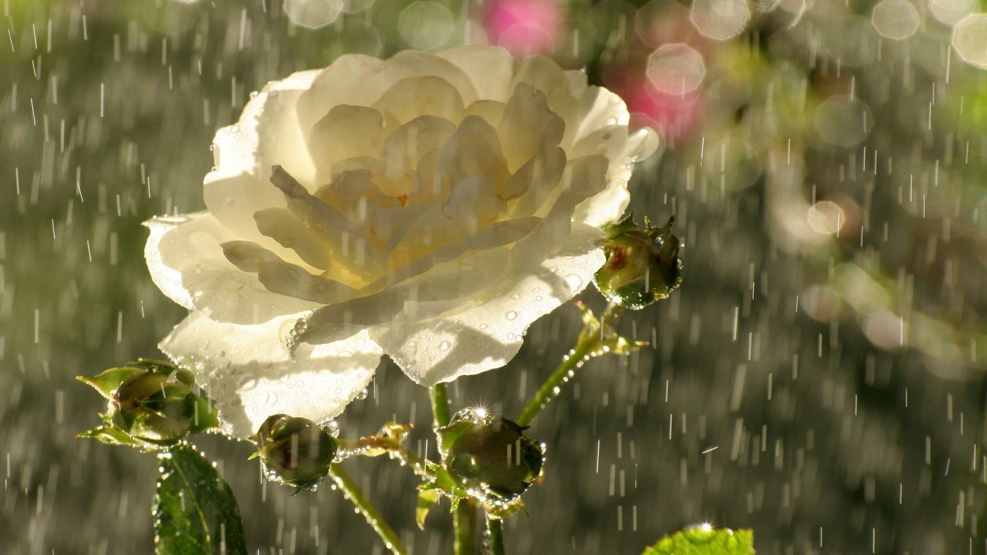 Rosa bianca sotto pioggia, 1920x1080 Full HD, Desktop