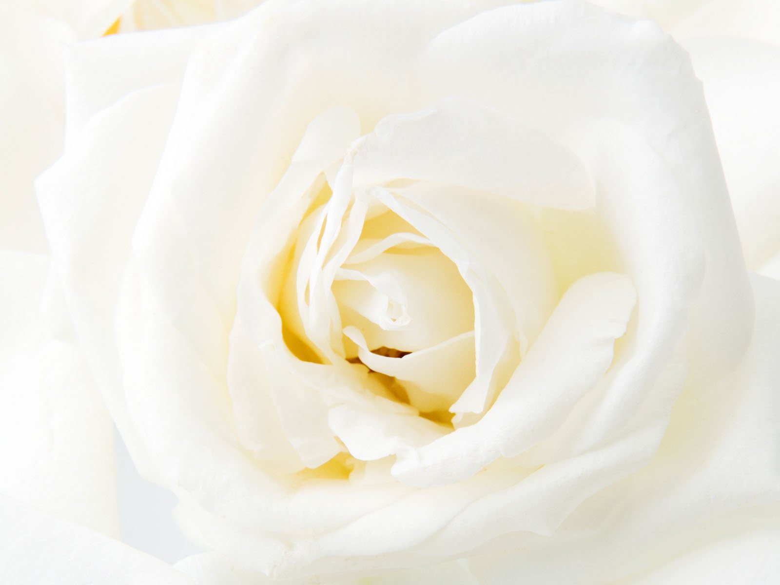 Rosa bianca in primo piano, 1600x1200 900p, Desktop