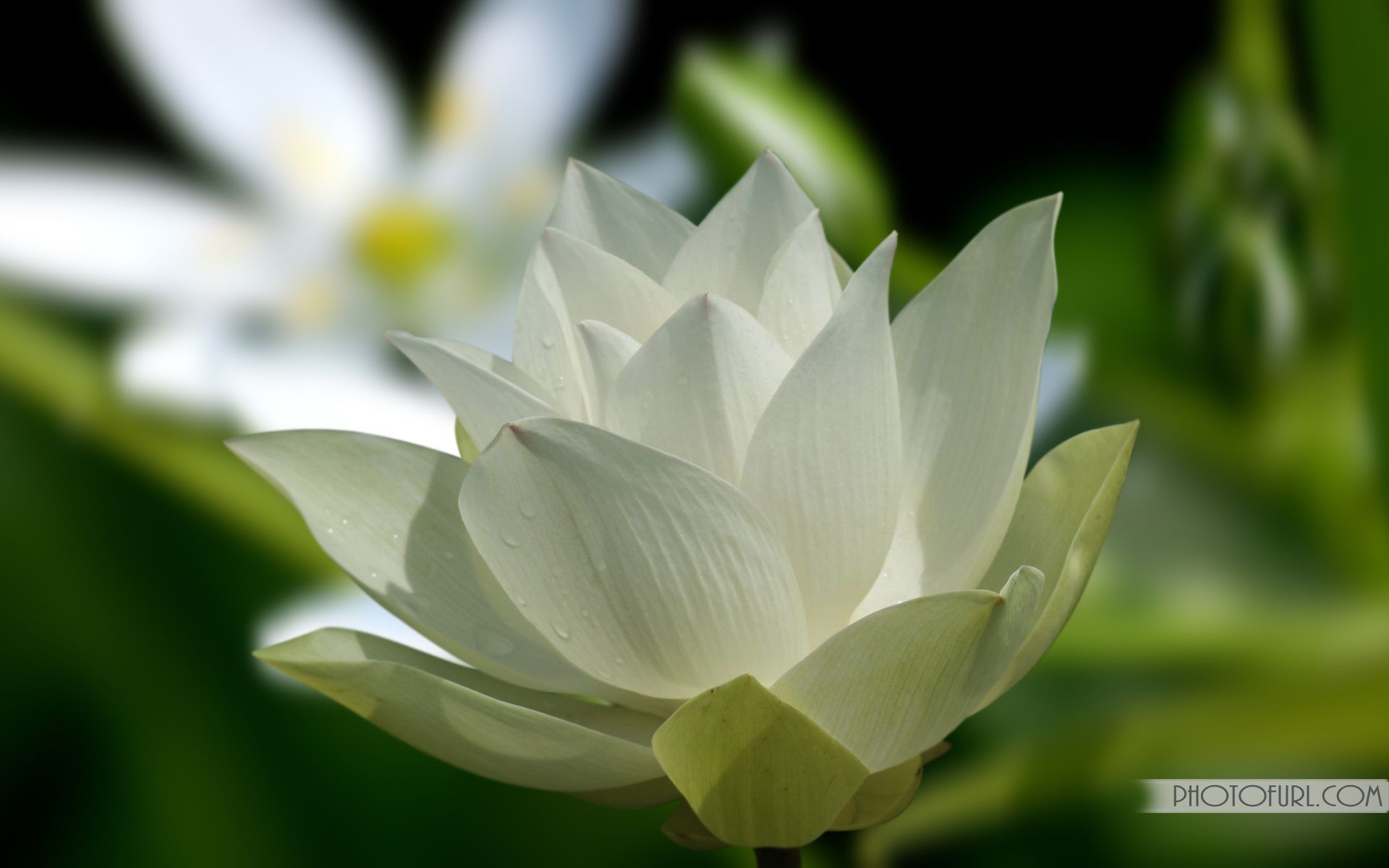 Fiore di loto bianco, 1920x1200 Full HD+, Desktop