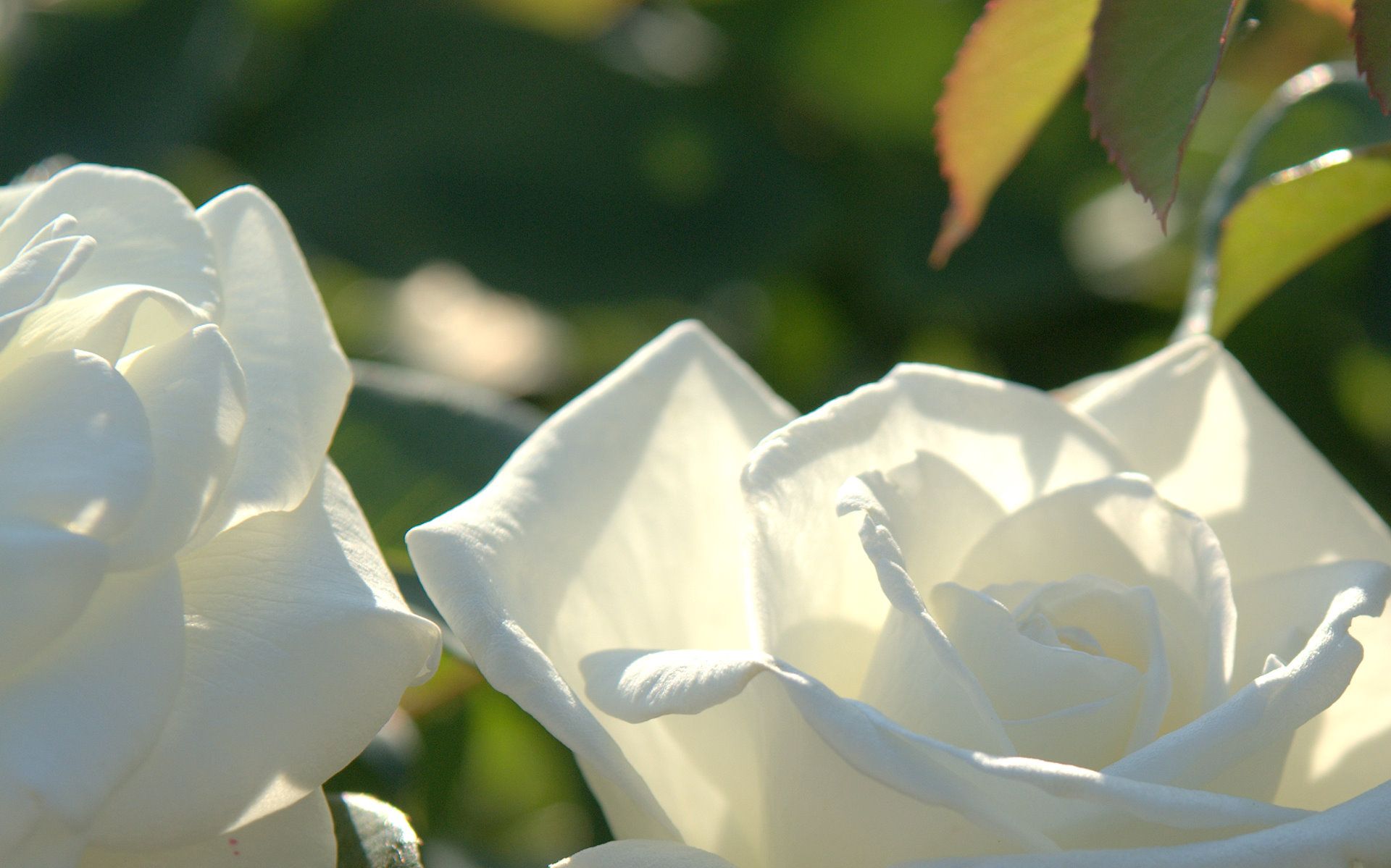 Rose bianche in giardino, 1920x1199 1080p, Laptop