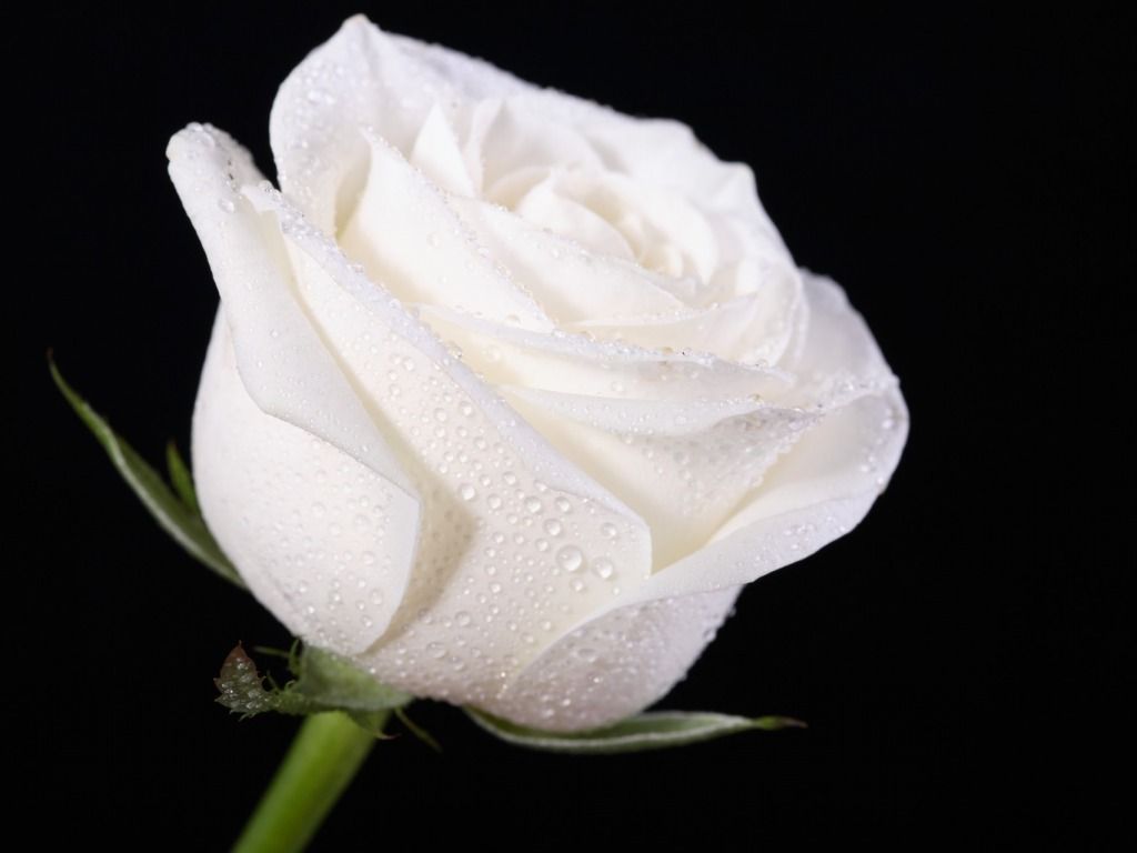 Rosa bianca su sfondo nero, 1024x768 HD, PC