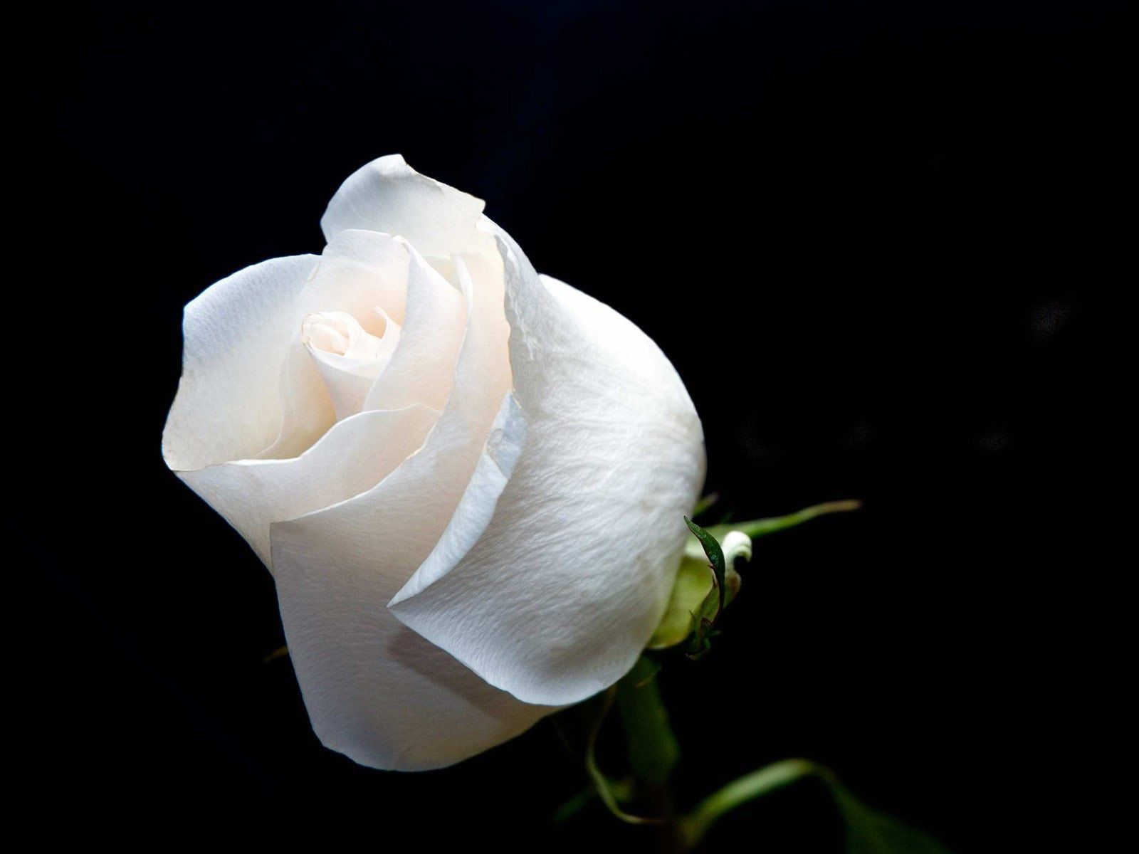 Rosa bianca su sfondo nero, 1600x1200 HD, PC