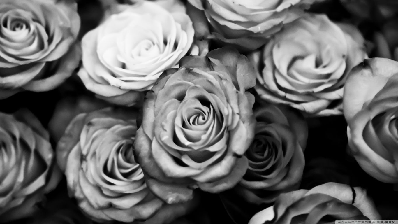Rose bianco e nero, 1366x768 720p, iMac
