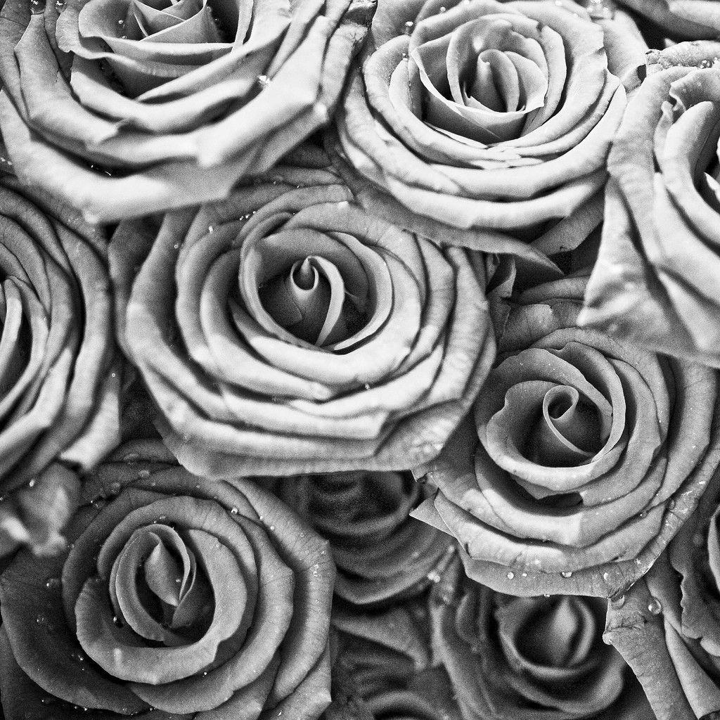 Rose in bianco e nero, 1024x1024 HD, PC Desktop