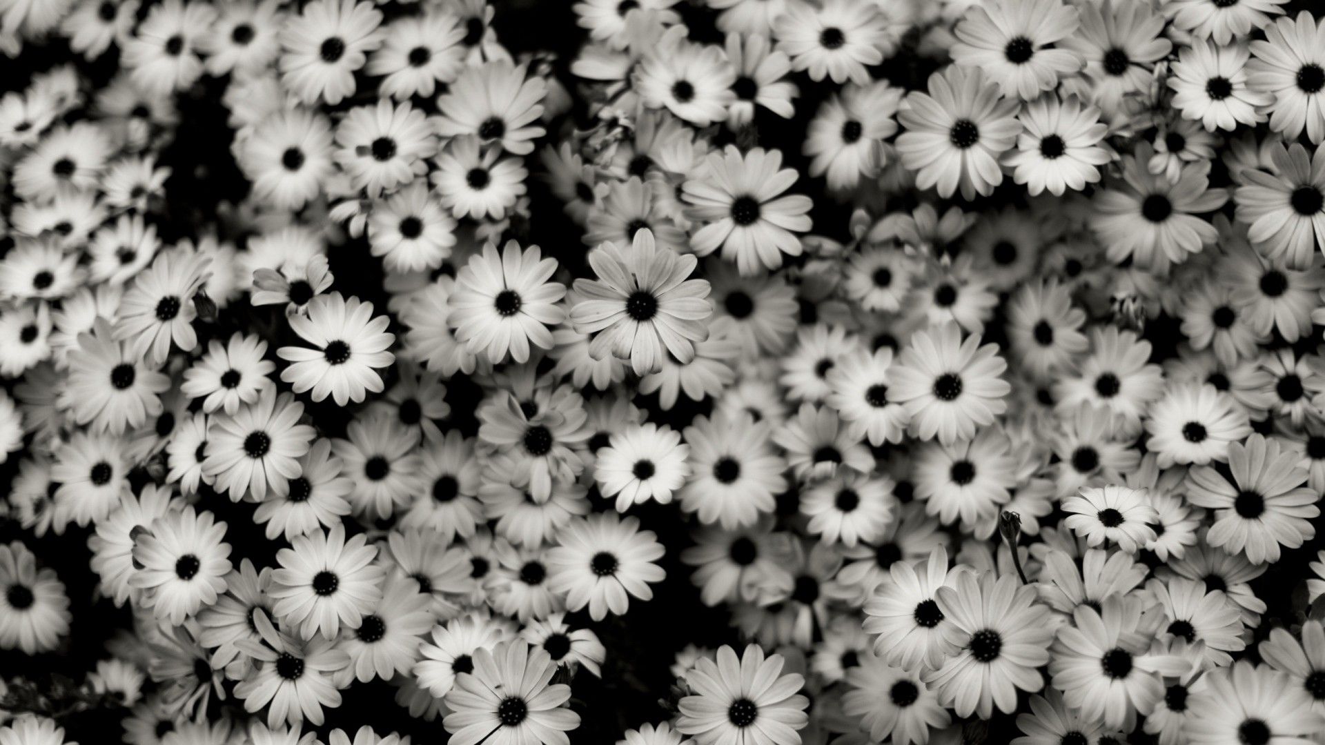 Margherite bianco e nero, 1920x1080 Full HD, PC