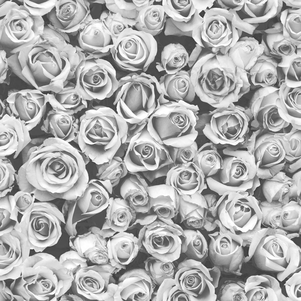 Rose bianco e nero, 975x975 HD, Laptop