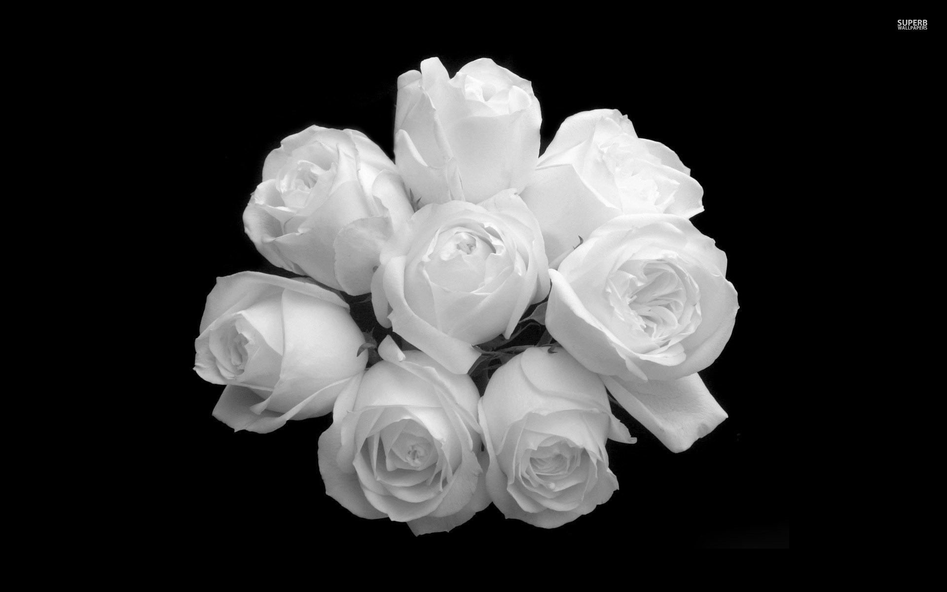 Bouquet di rose bianche, 1920x1200 Full HD+, Desktop