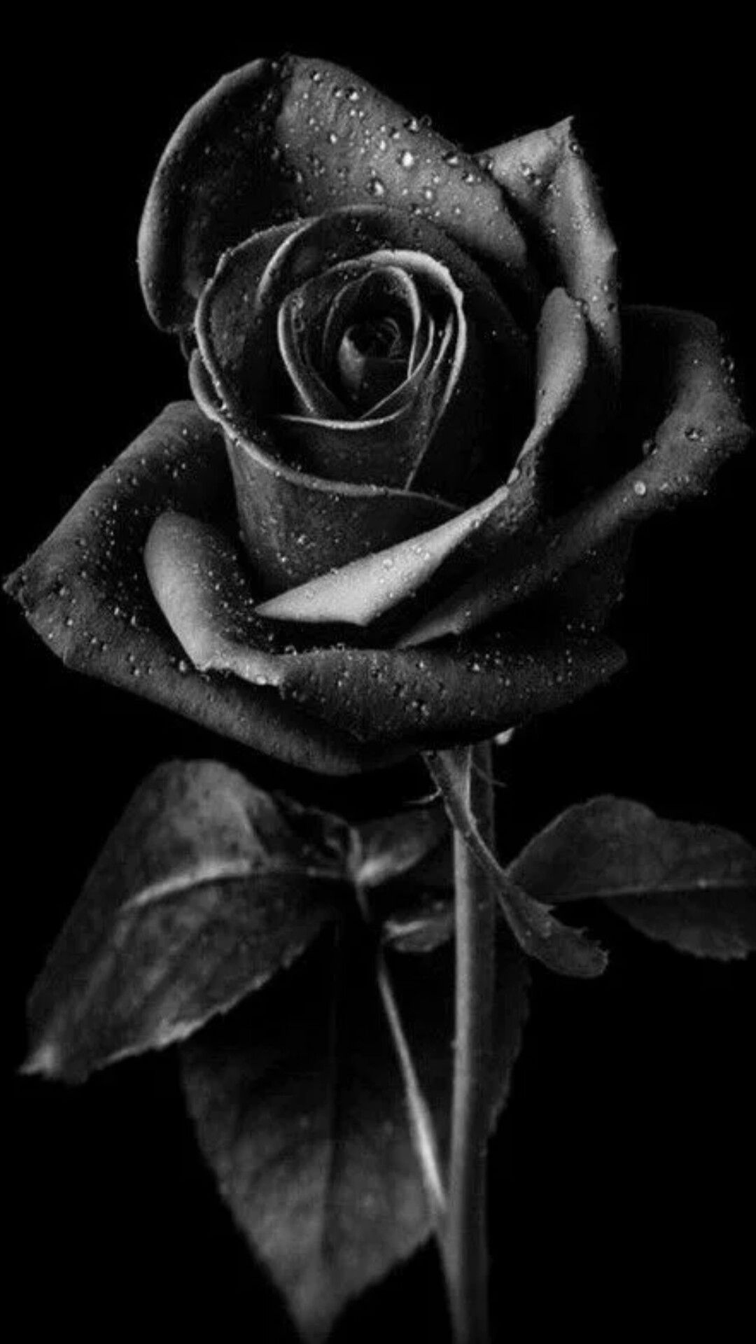 Rosa nera con gocce, 1080x1920 Full HD Verticale, iPhone