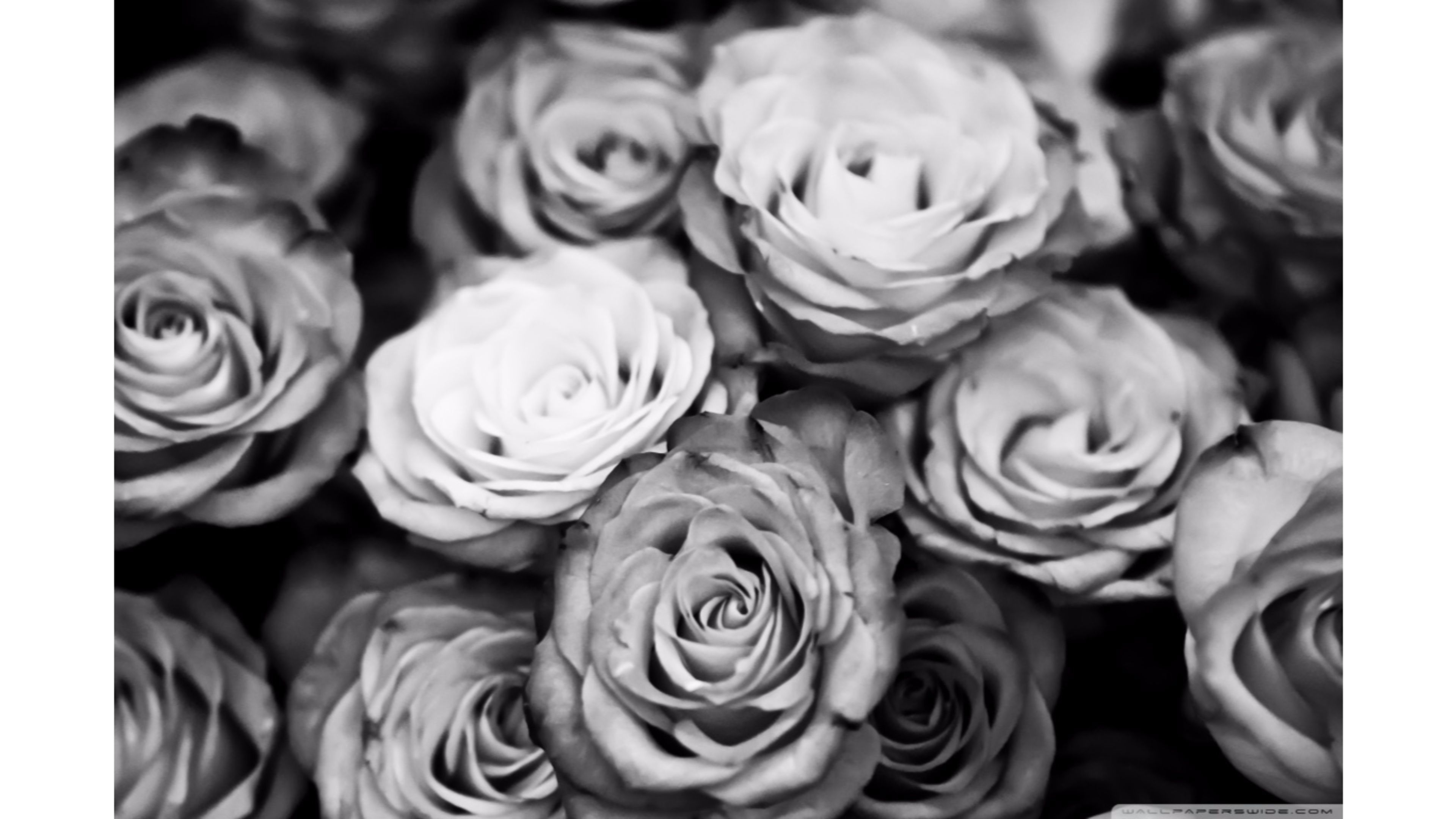 Rose in bianco e nero, 3840x2160 4K, Desktop 4K