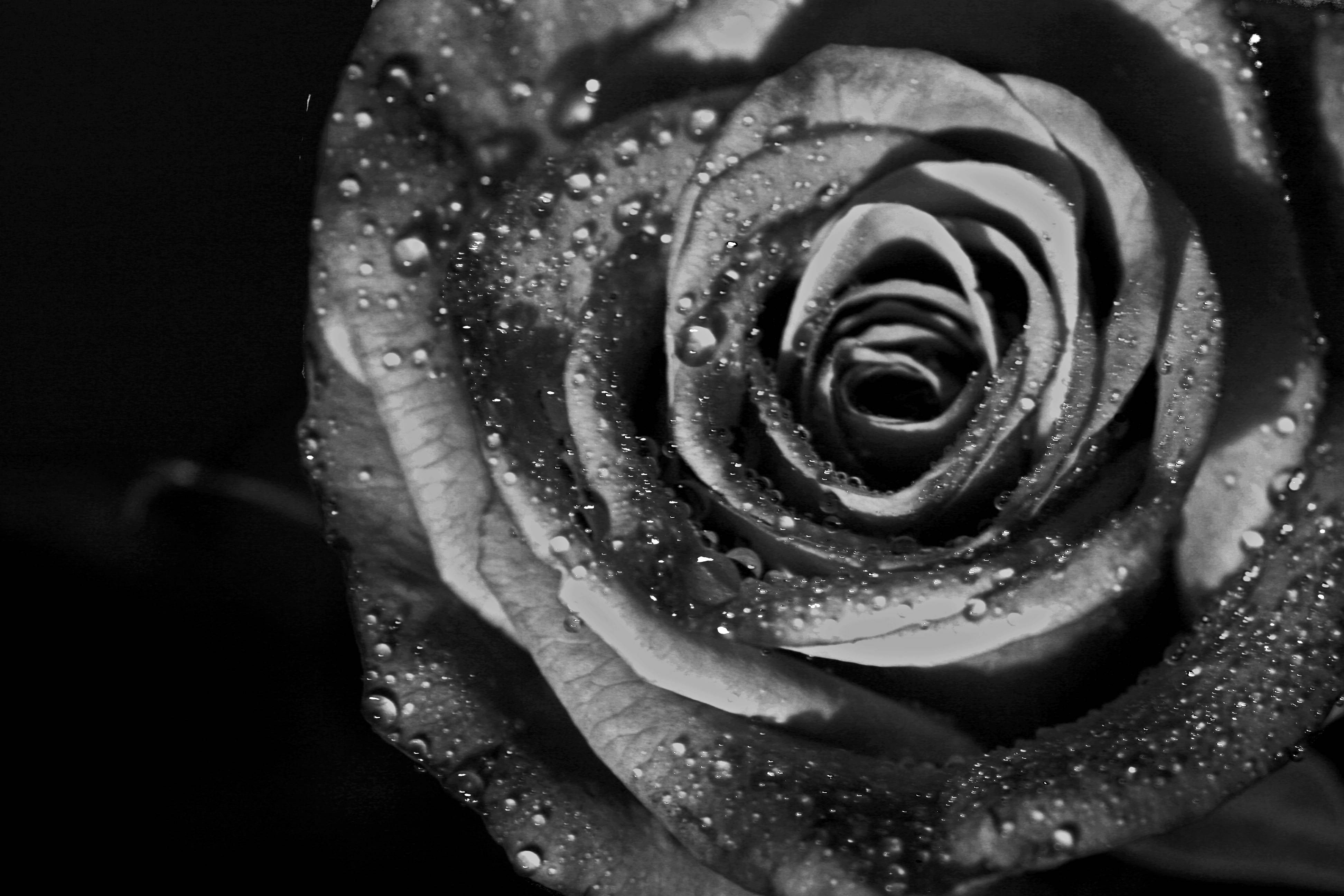 Rosa bianco e nero con gocce, 3888x2592 4K, Desktop 4K