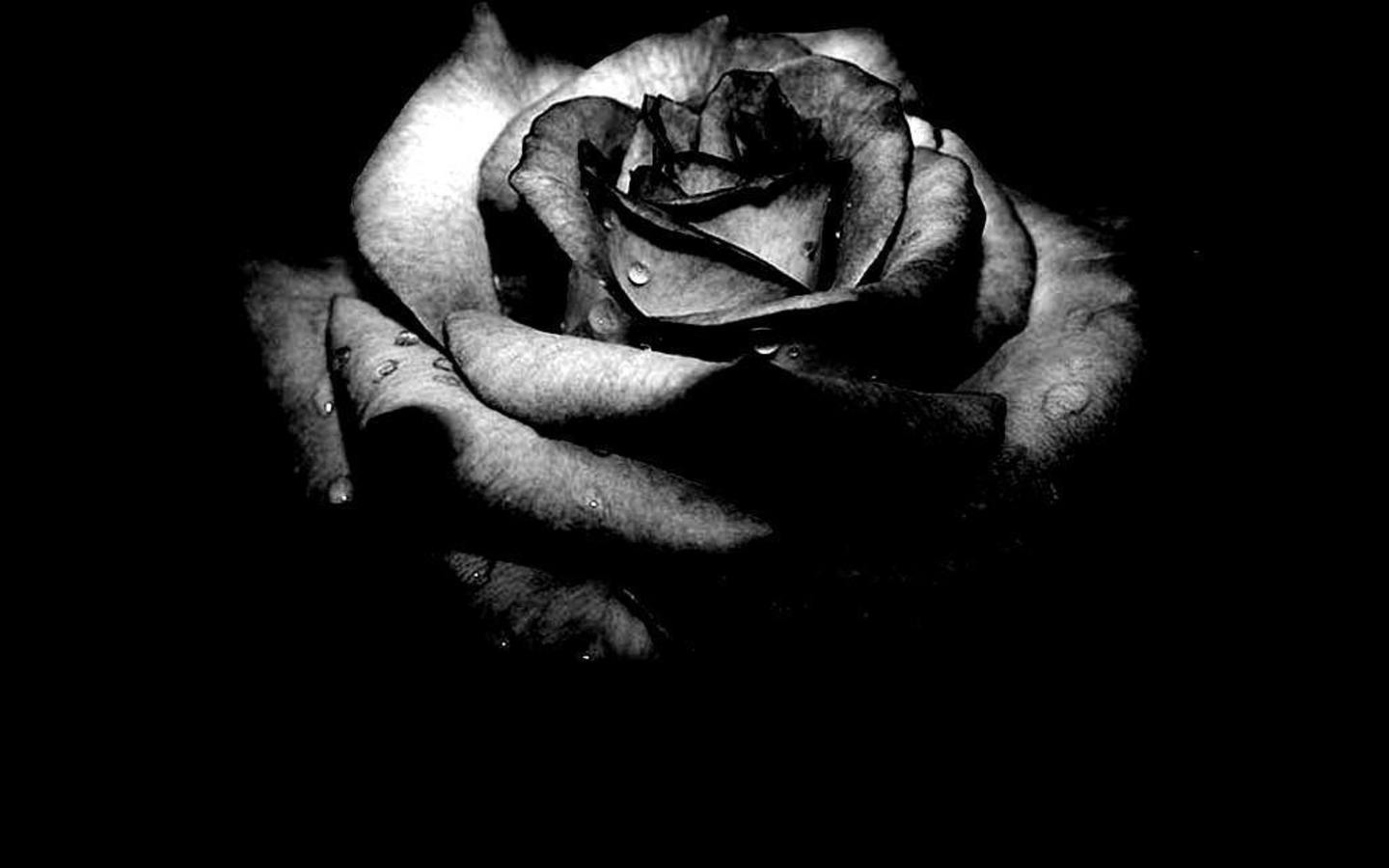 Rosa nera in ombra, 1440x900 HD, Desktop