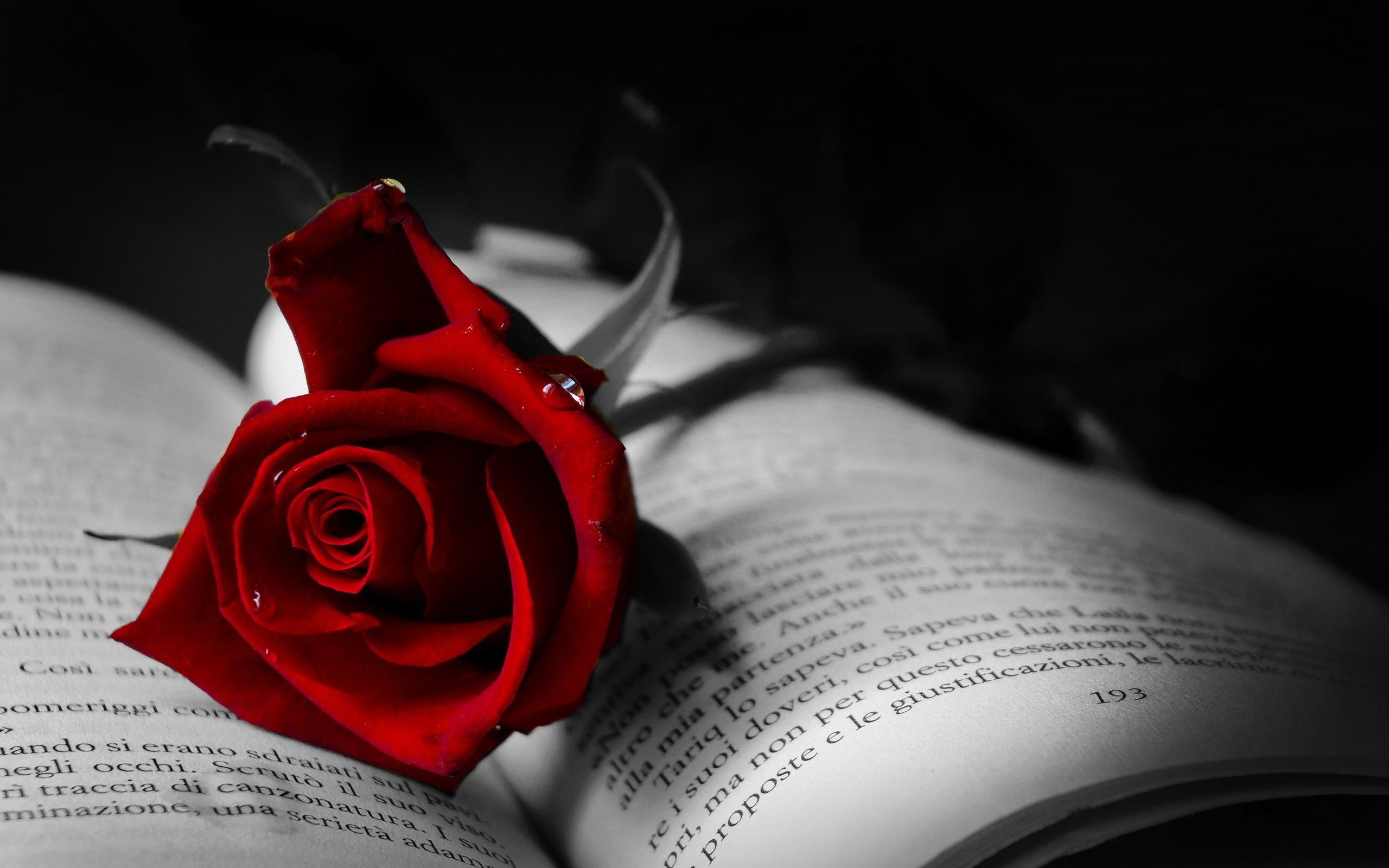 Rosa rossa su libro aperto, 2560x1600 2K, PC