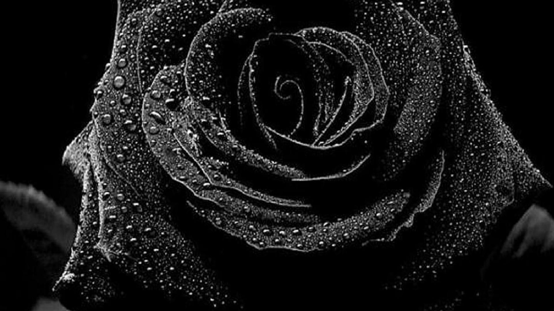 Rosa nera con gocce d'acqua, 1920x1080 Full HD 1080p, Desktop