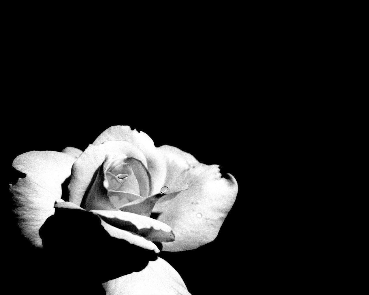 Rosa bianca su sfondo nero, 1280x1024 720p, Laptop