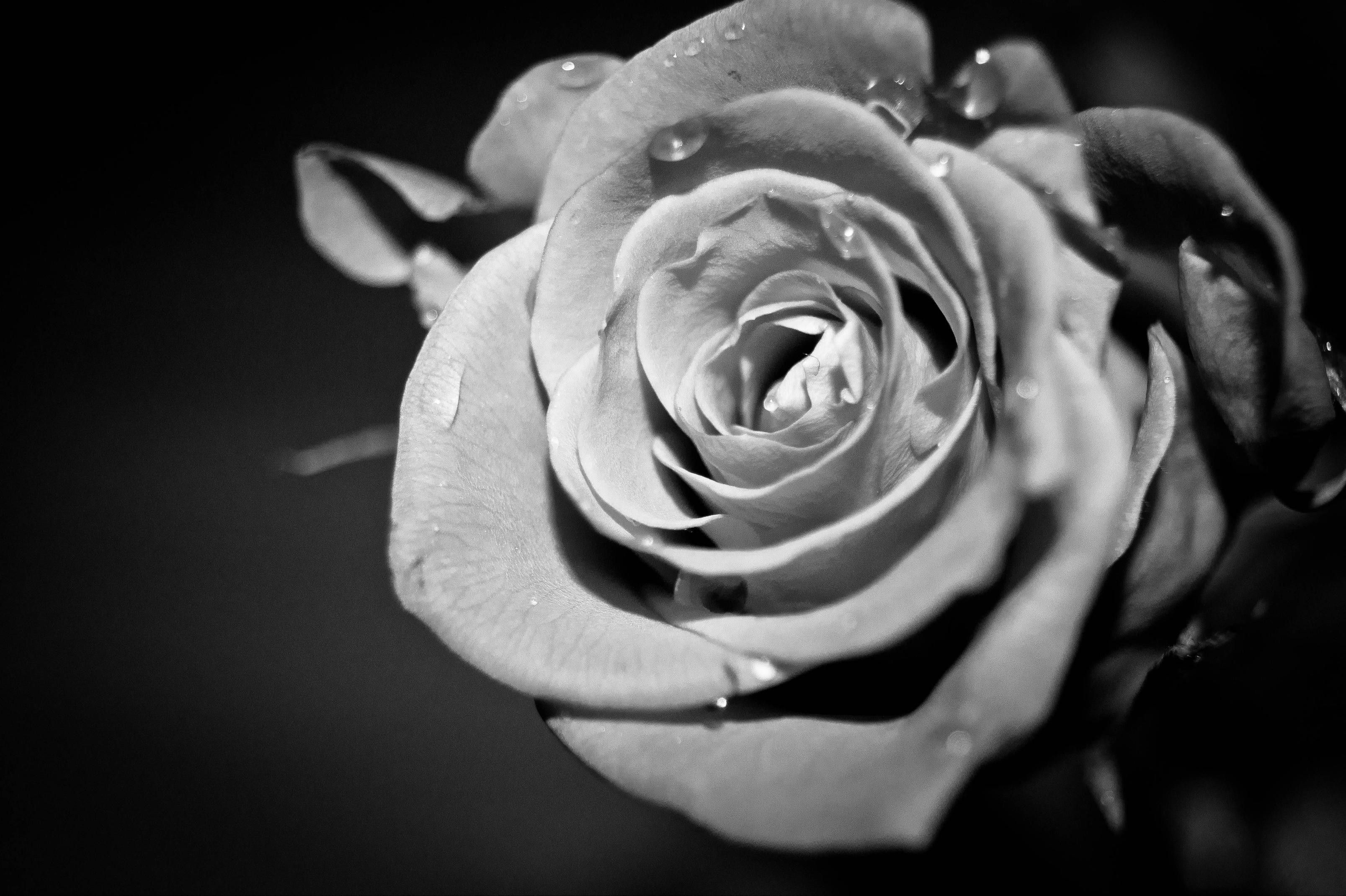 Rosa in bianco e nero con gocce, 3214x2139 WQXGA, Desktop