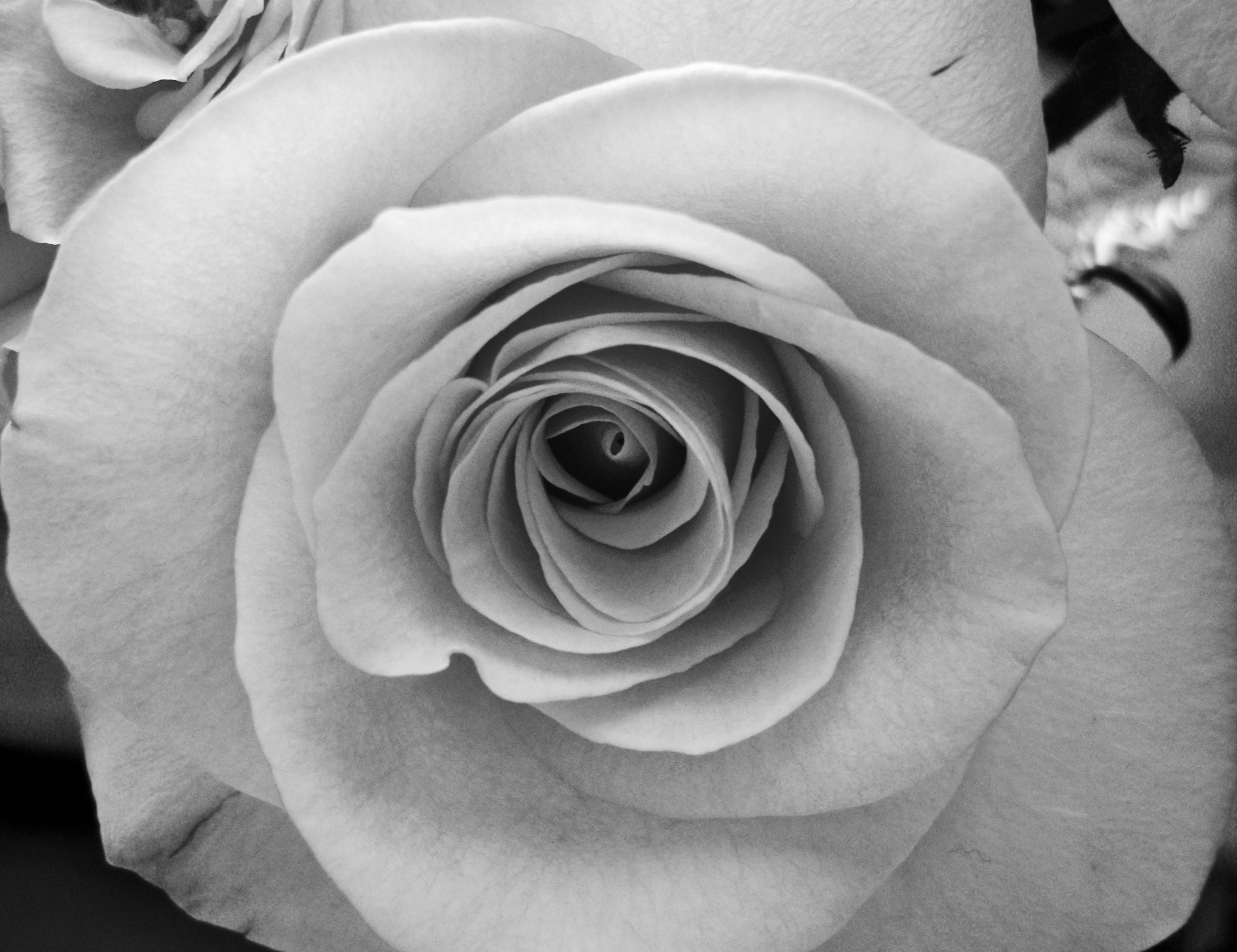 Rosa in bianco e nero, 3431x2641 WQXGA, Monitor Gaming