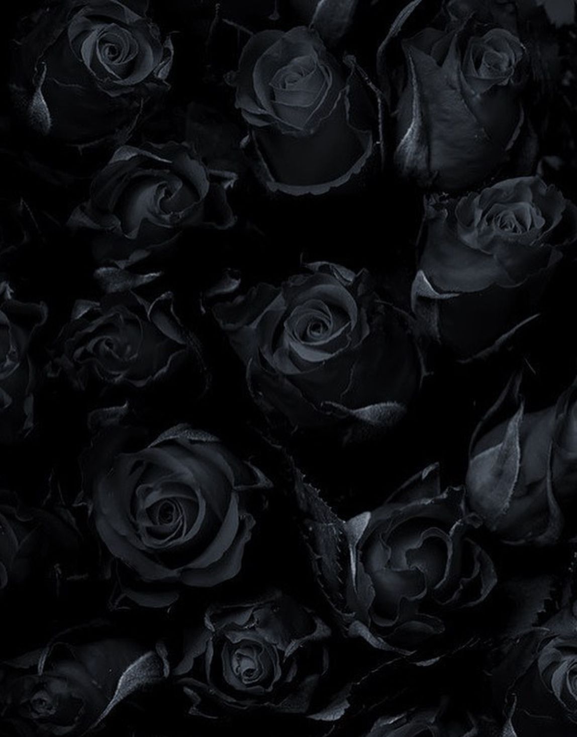 Rose nere sfondo scuro, 1148x1467 Full HD Verticale, iPhone