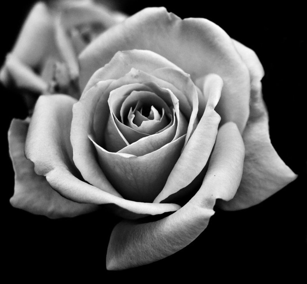 Rosa sbiadita bianco e nero, 1056x977 HD, Laptop
