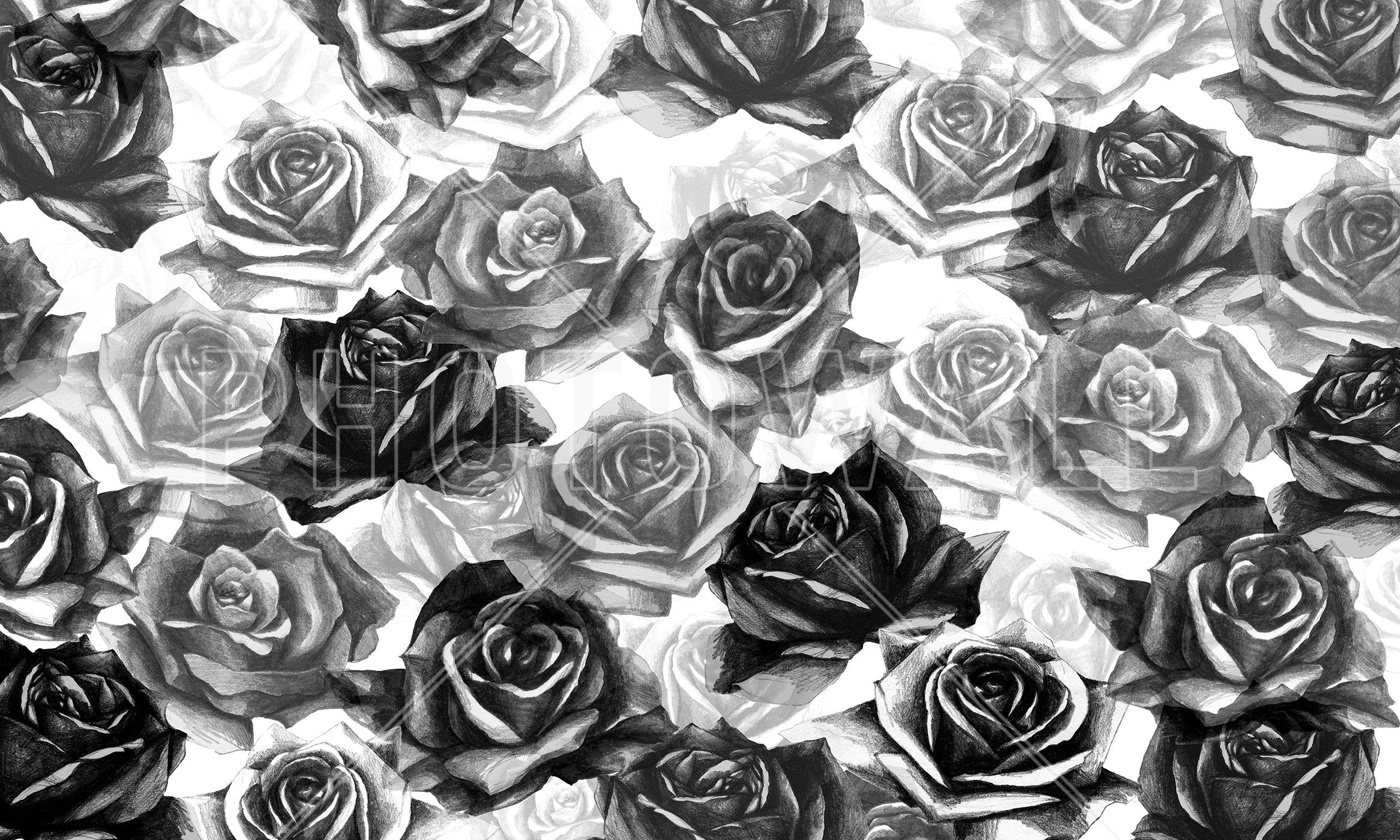 Rose bianche e nere, 2333x1400 2K, Desktop