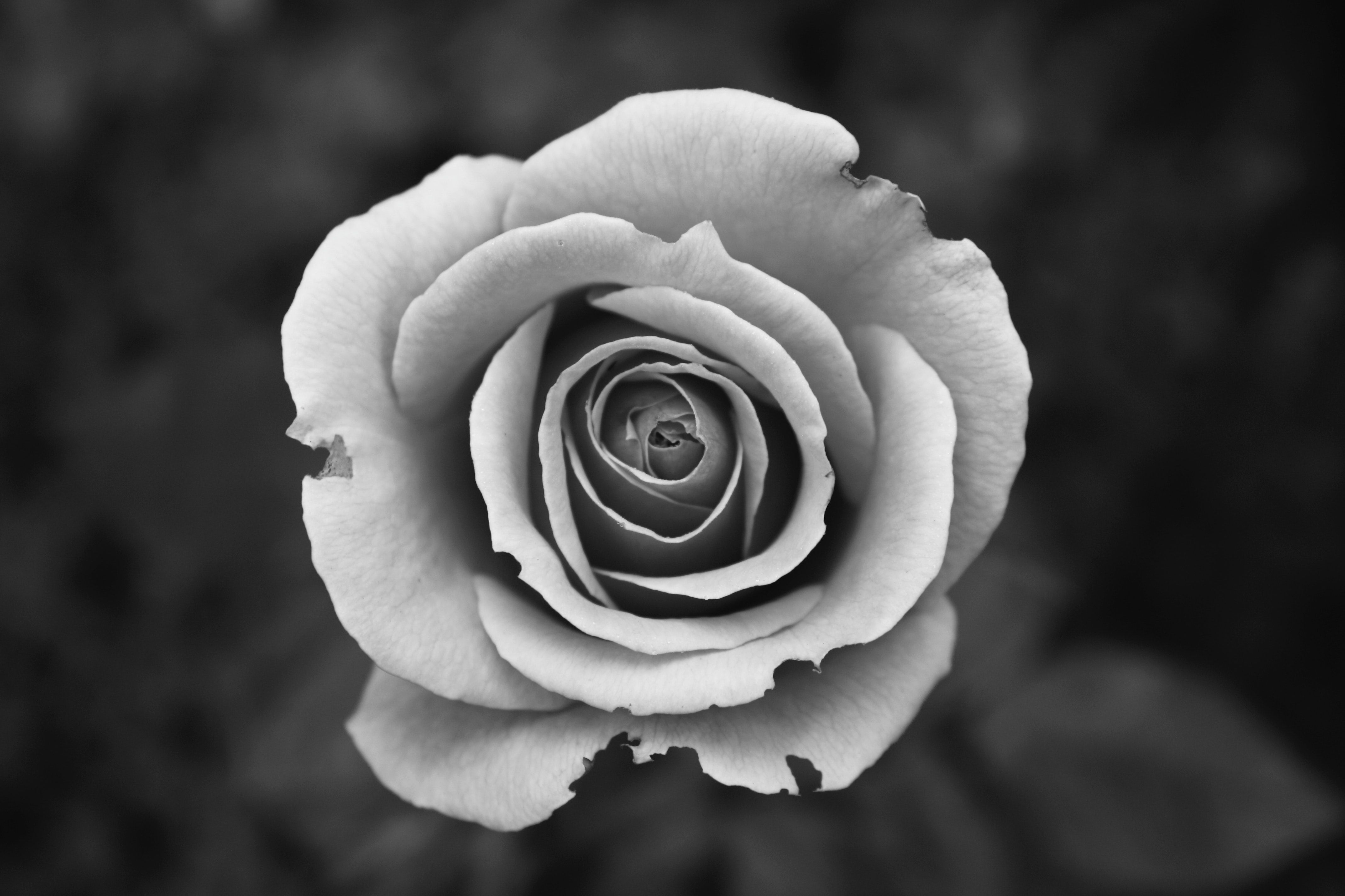 Rosa in bianco e nero, 4272x2848 4K Ultra HD, Monitor 4K