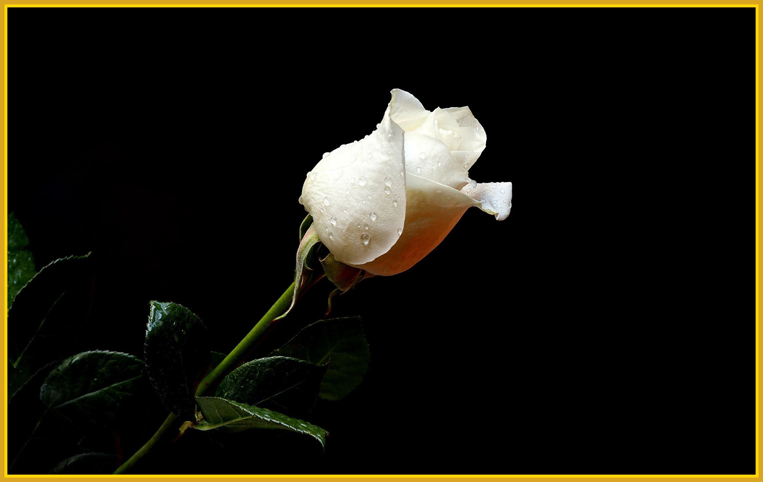 Rosa bianca su nero, 2610x1650 2K, Laptop
