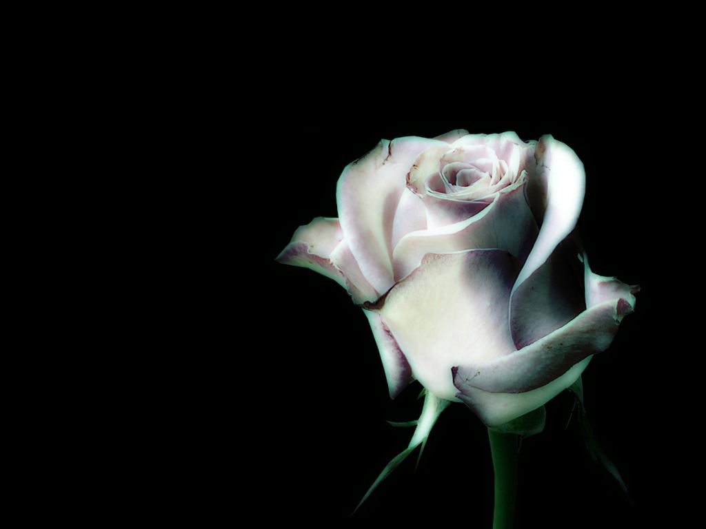 Rosa bianca su nero, 1024x768 HD, Laptop