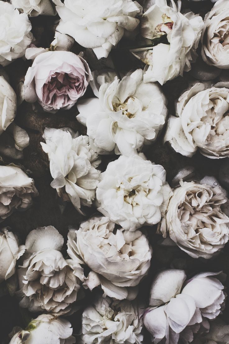 Rose bianche in bianco e nero, 736x1104 Verticale, Telefono